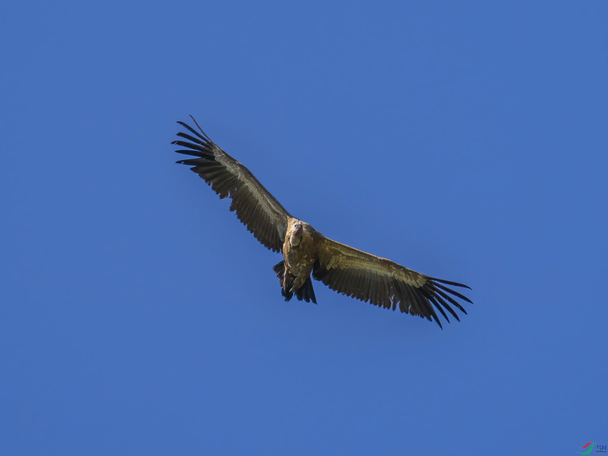 P5231872-DeNoiseAI-standard-DeNoiseAI-low-light.jpg