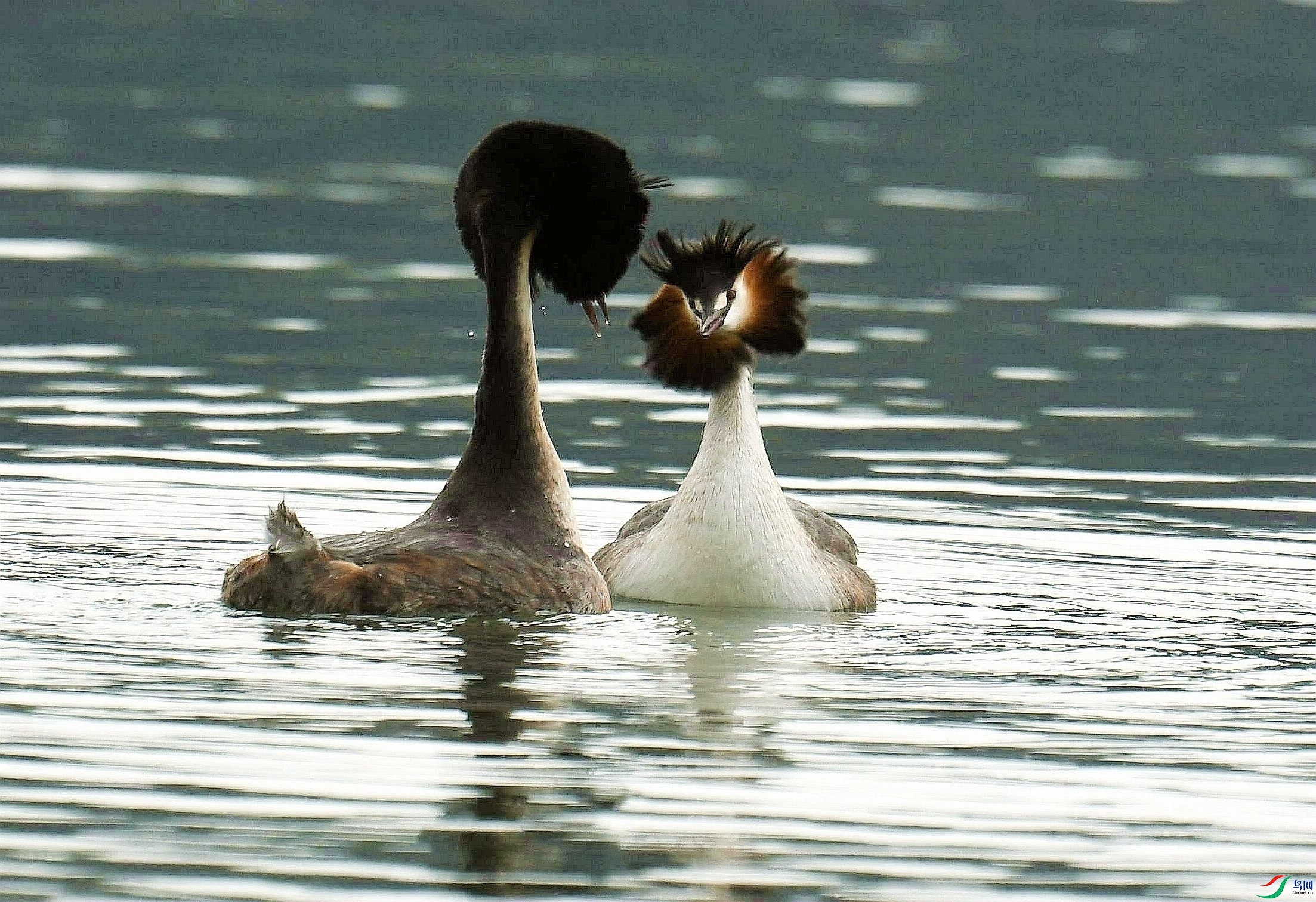 DSC_3848_����.jpg