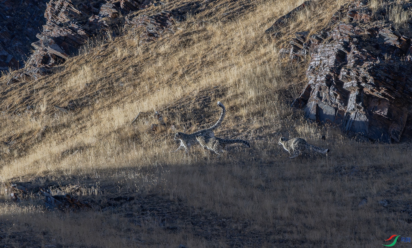 DSC_1945-����ǿ-NR ����.jpg