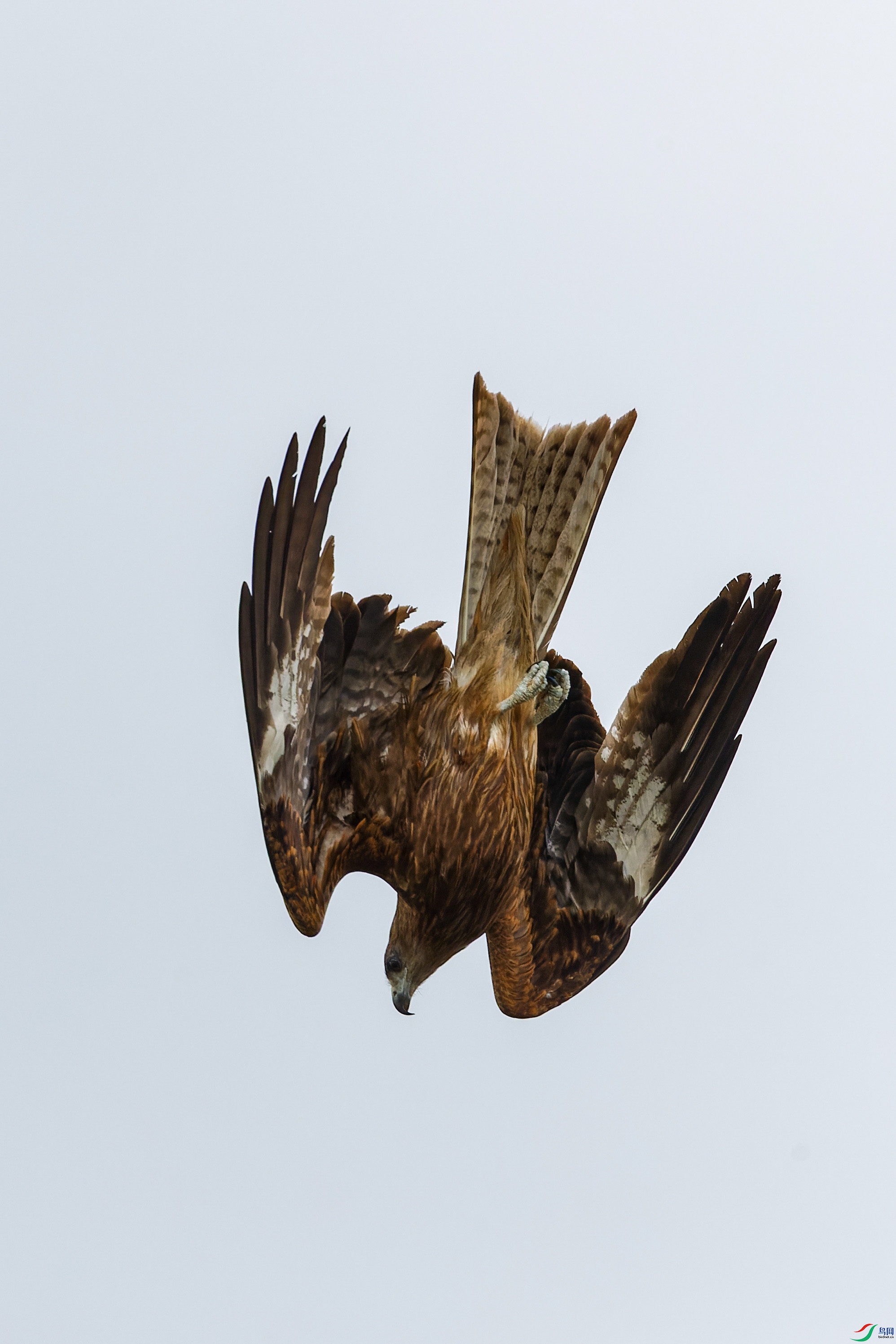 2X2_4377-CR2_DxO_DeepPRIME-1.jpg