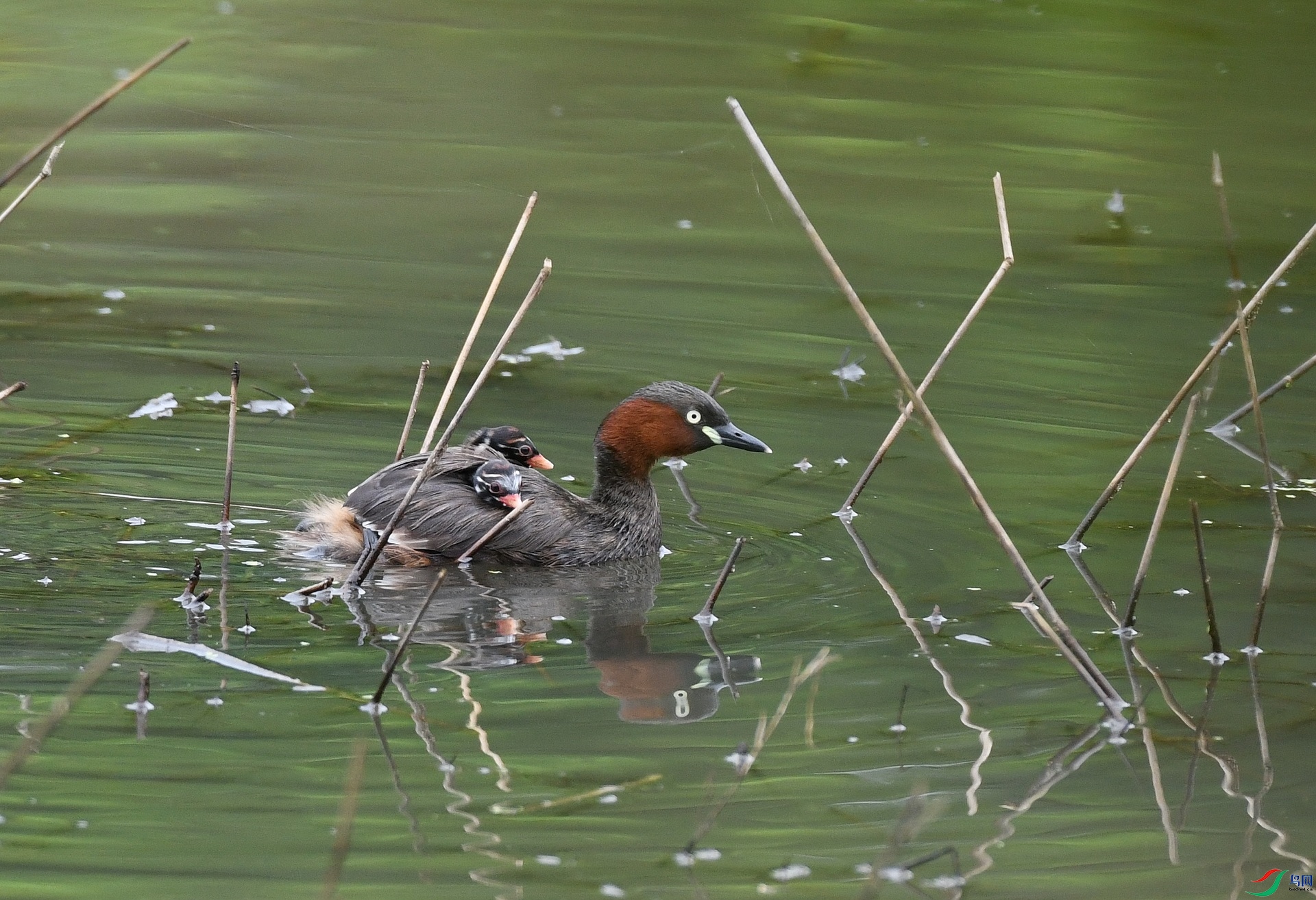 DSC_4342.jpg