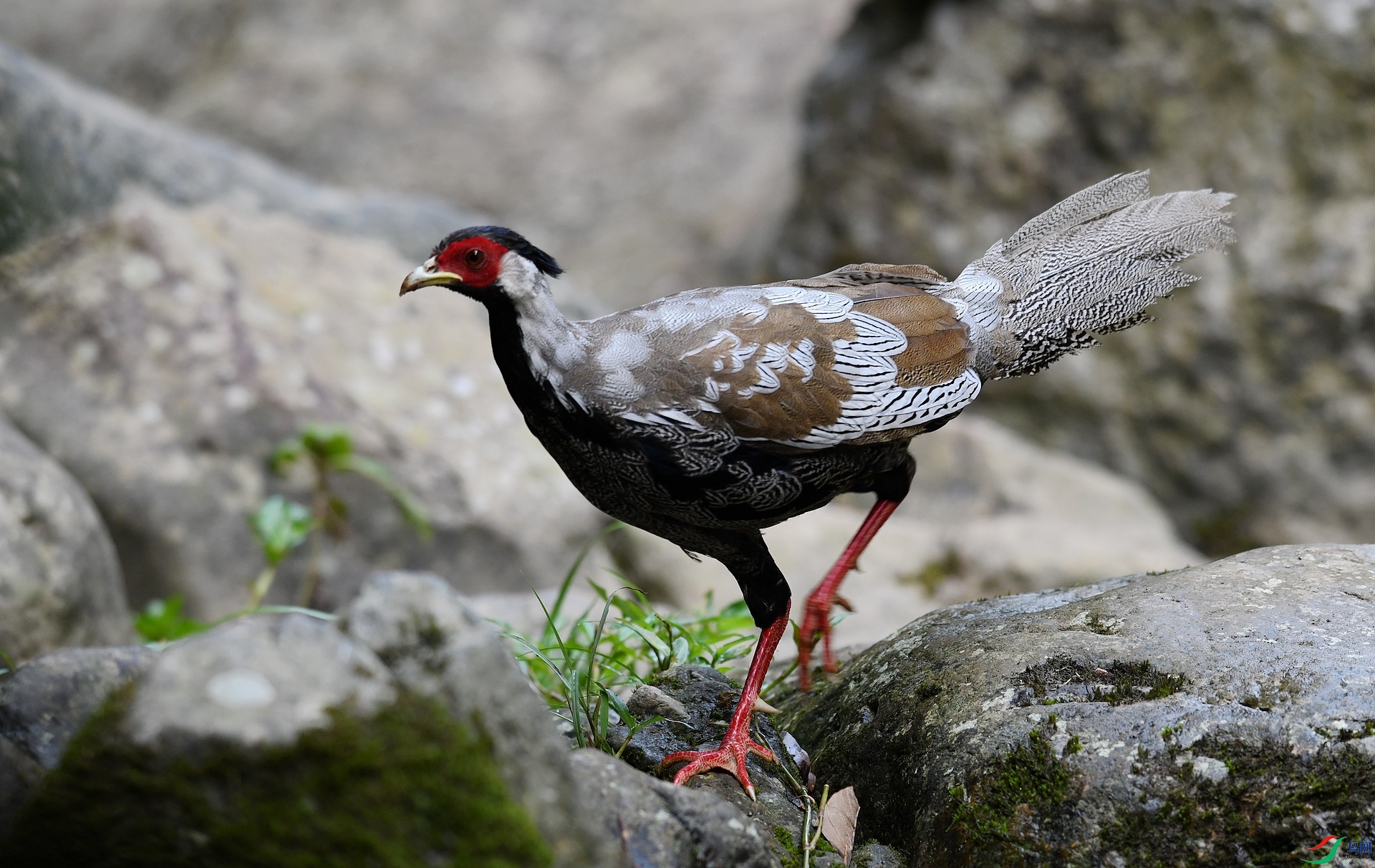 DSC_4329.jpg