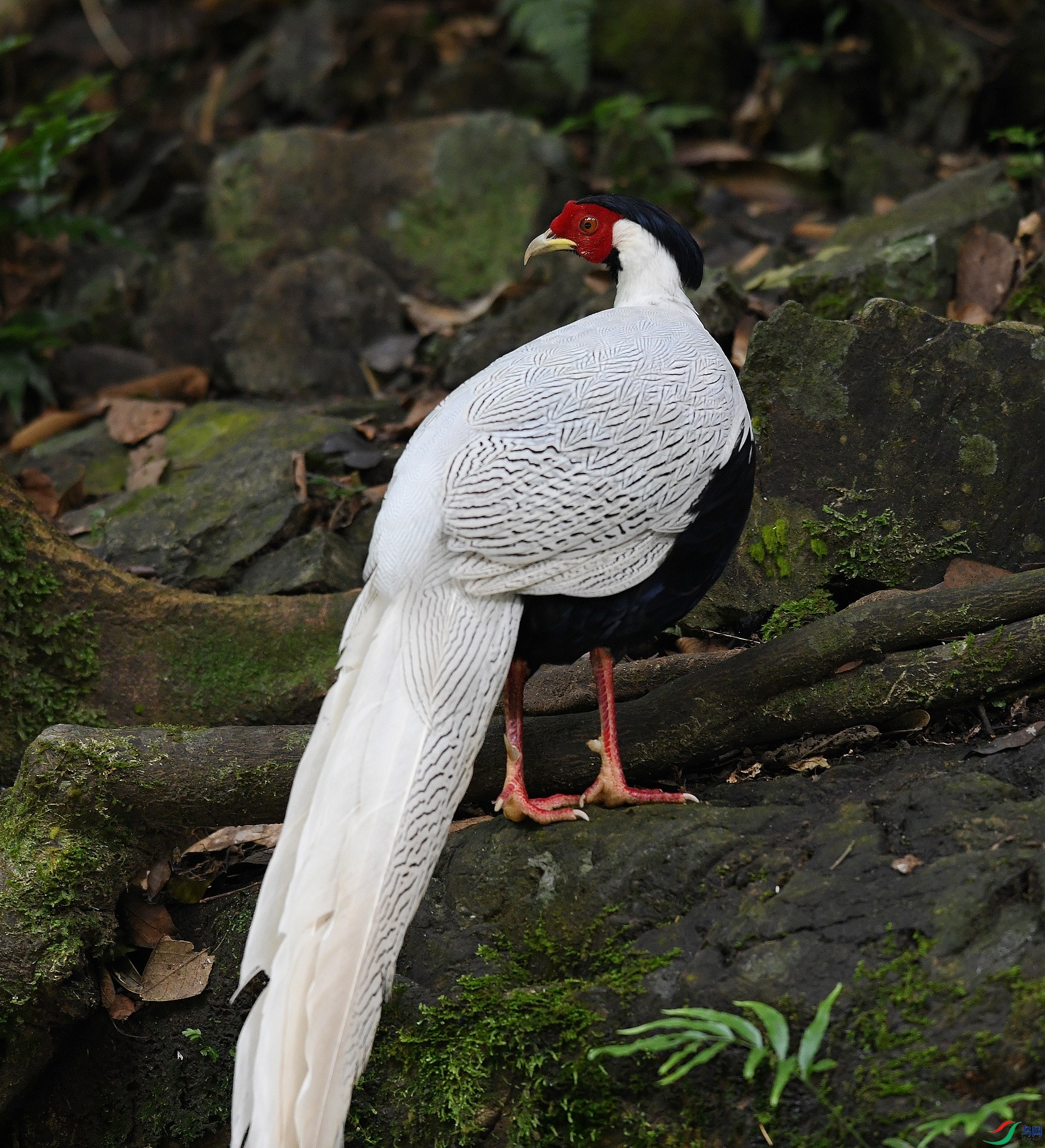 DSC_4238.jpg