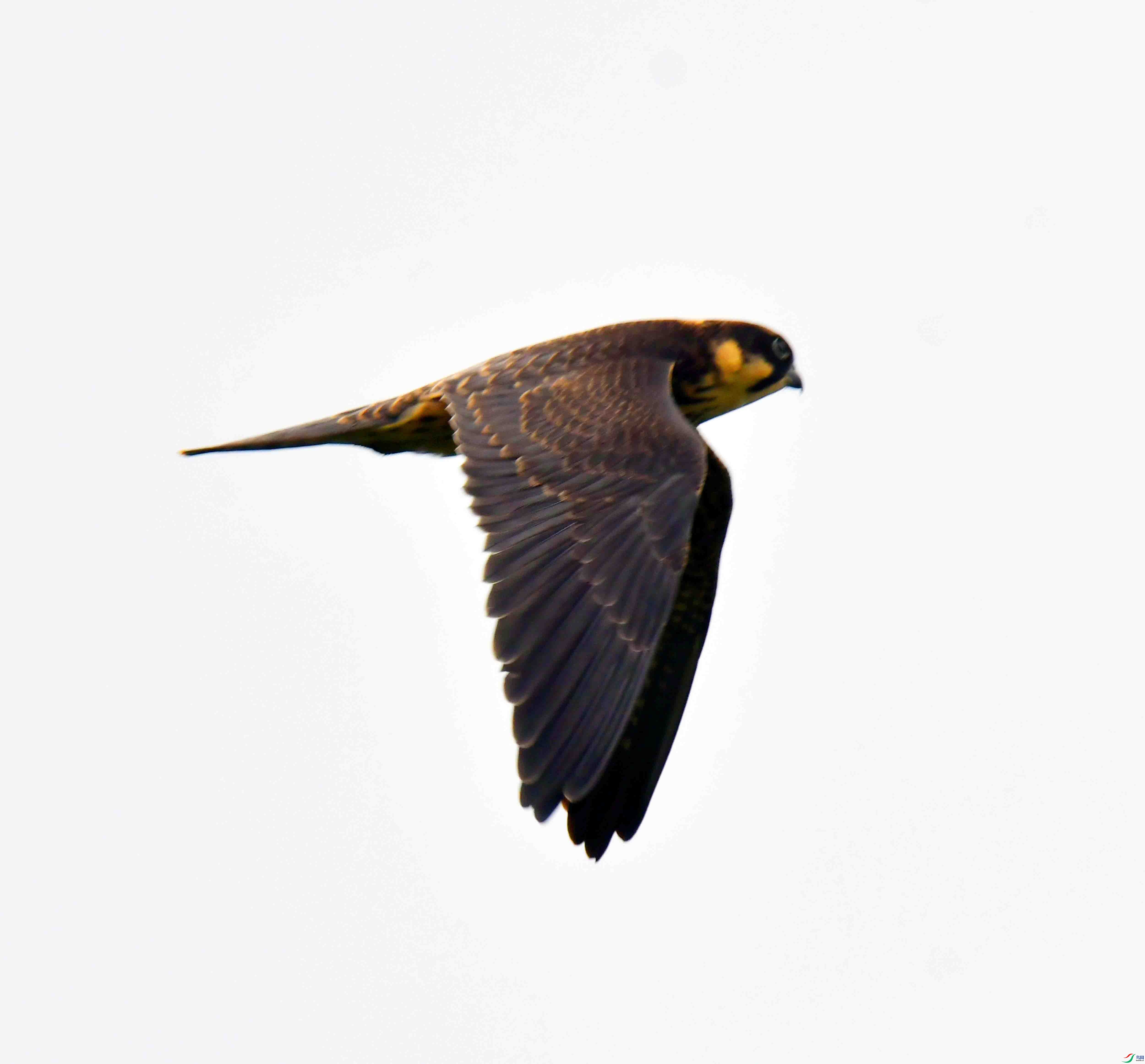 DSC_4755.JPG