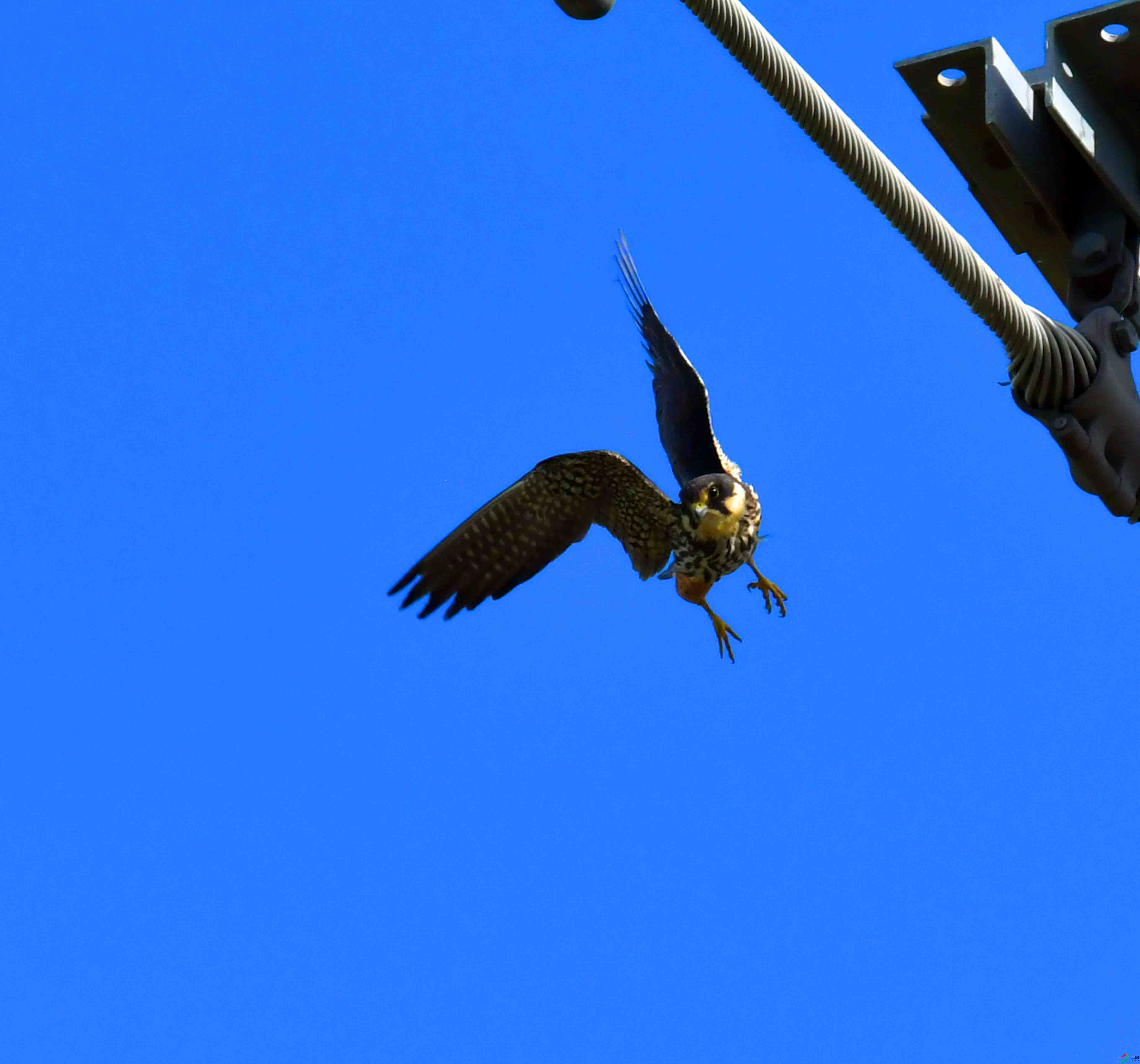 DSC_4952.JPG