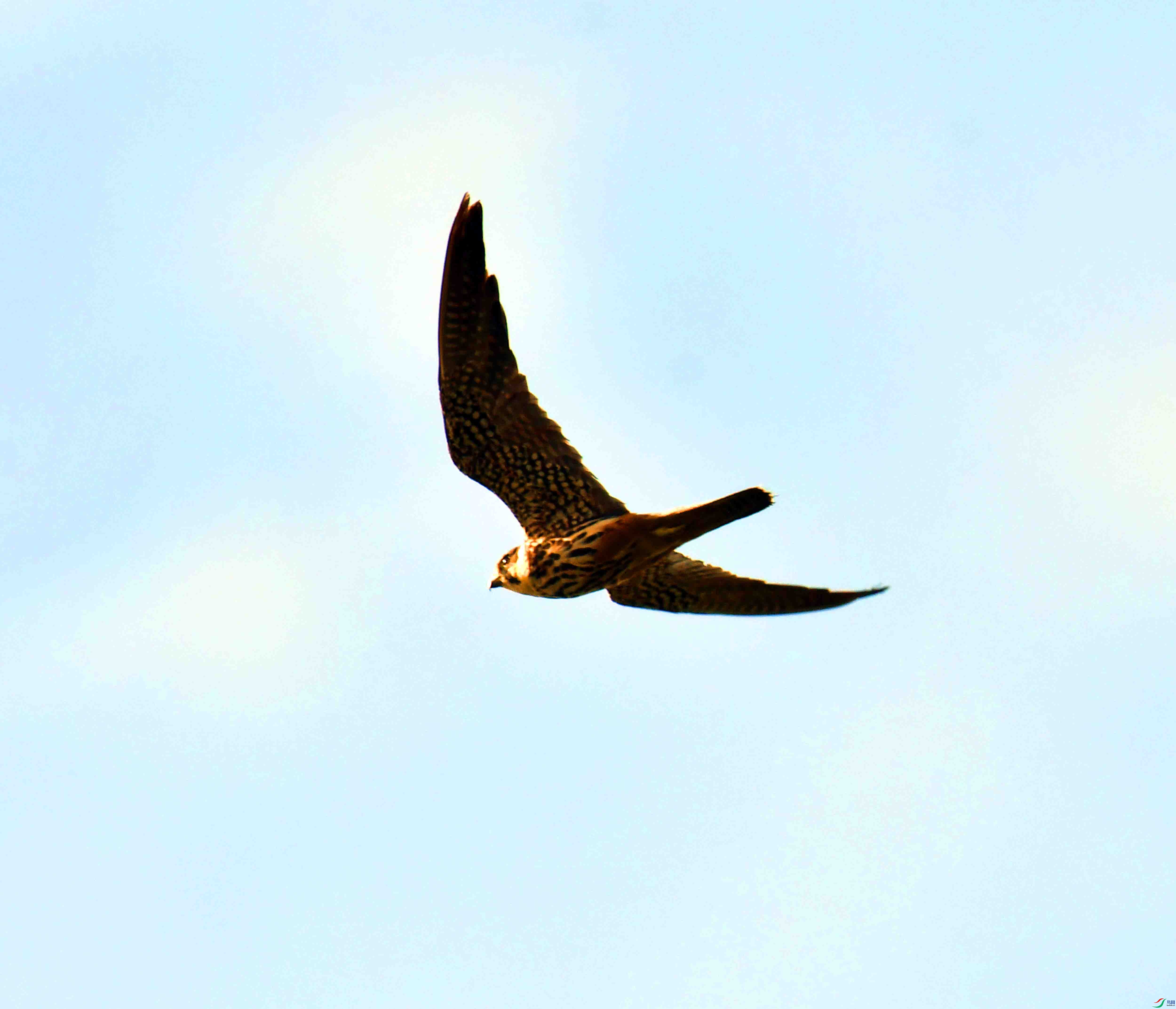 DSC_4978.JPG