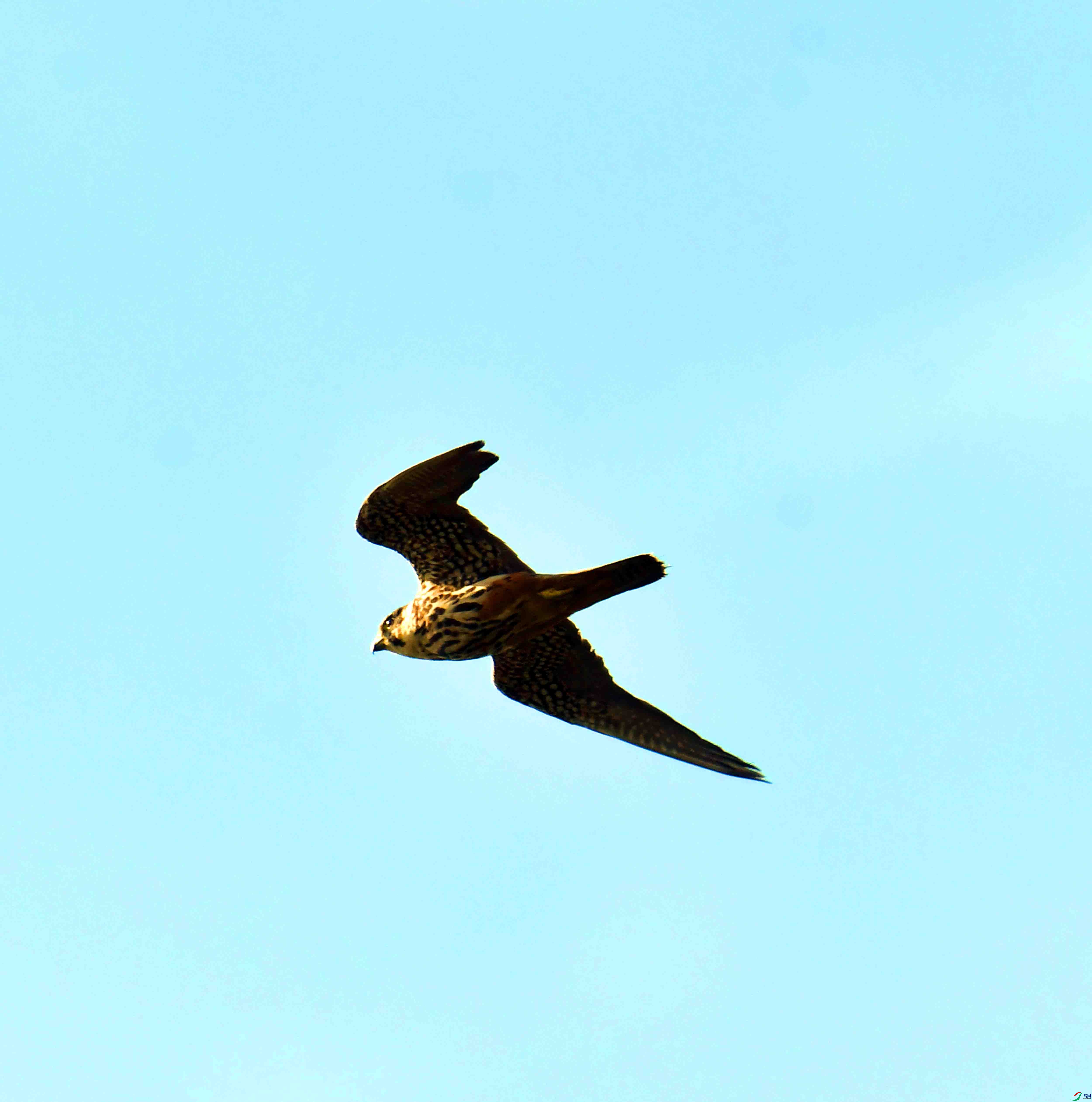 DSC_4979.JPG
