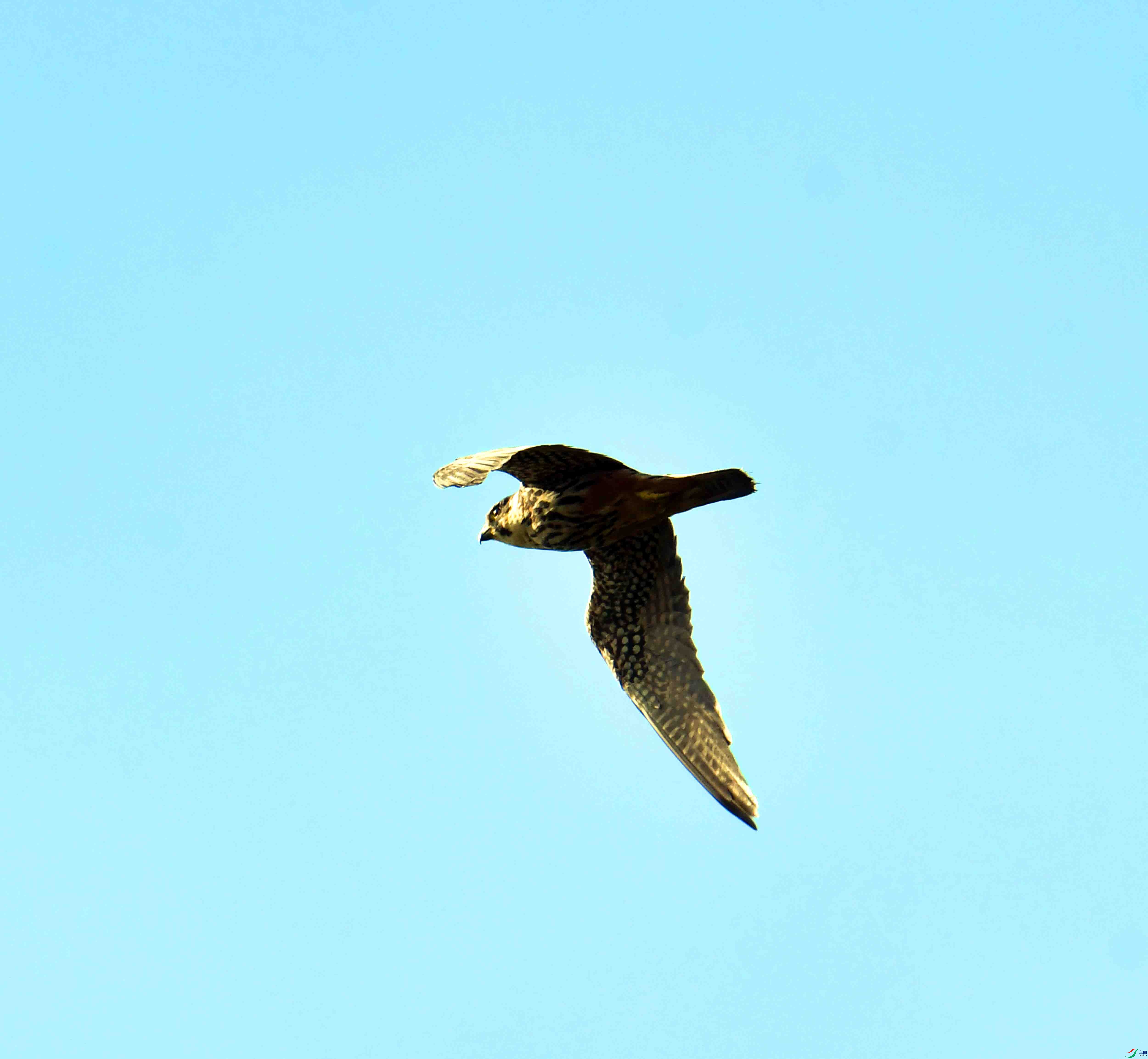DSC_4980.JPG