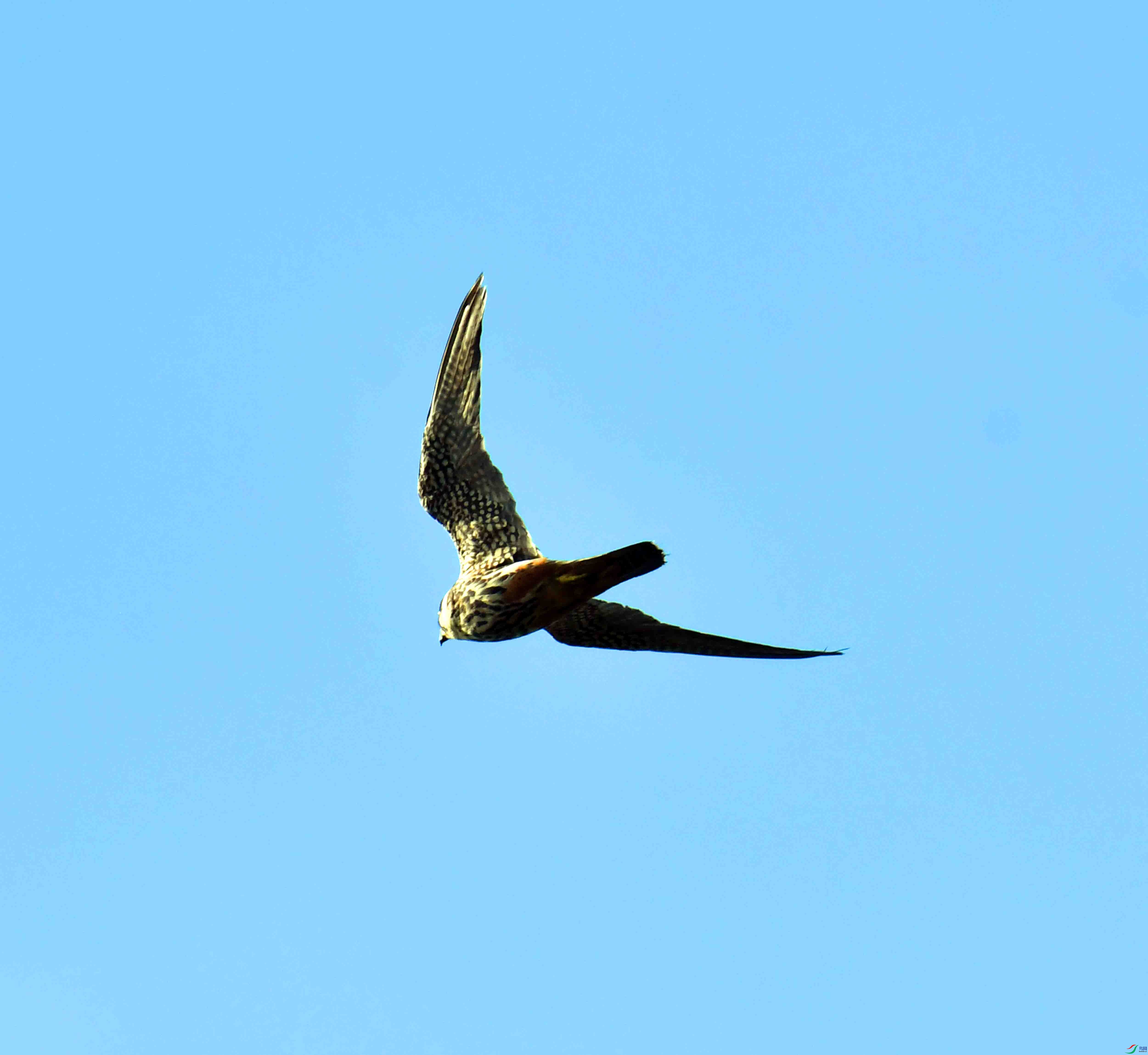 DSC_4981.JPG