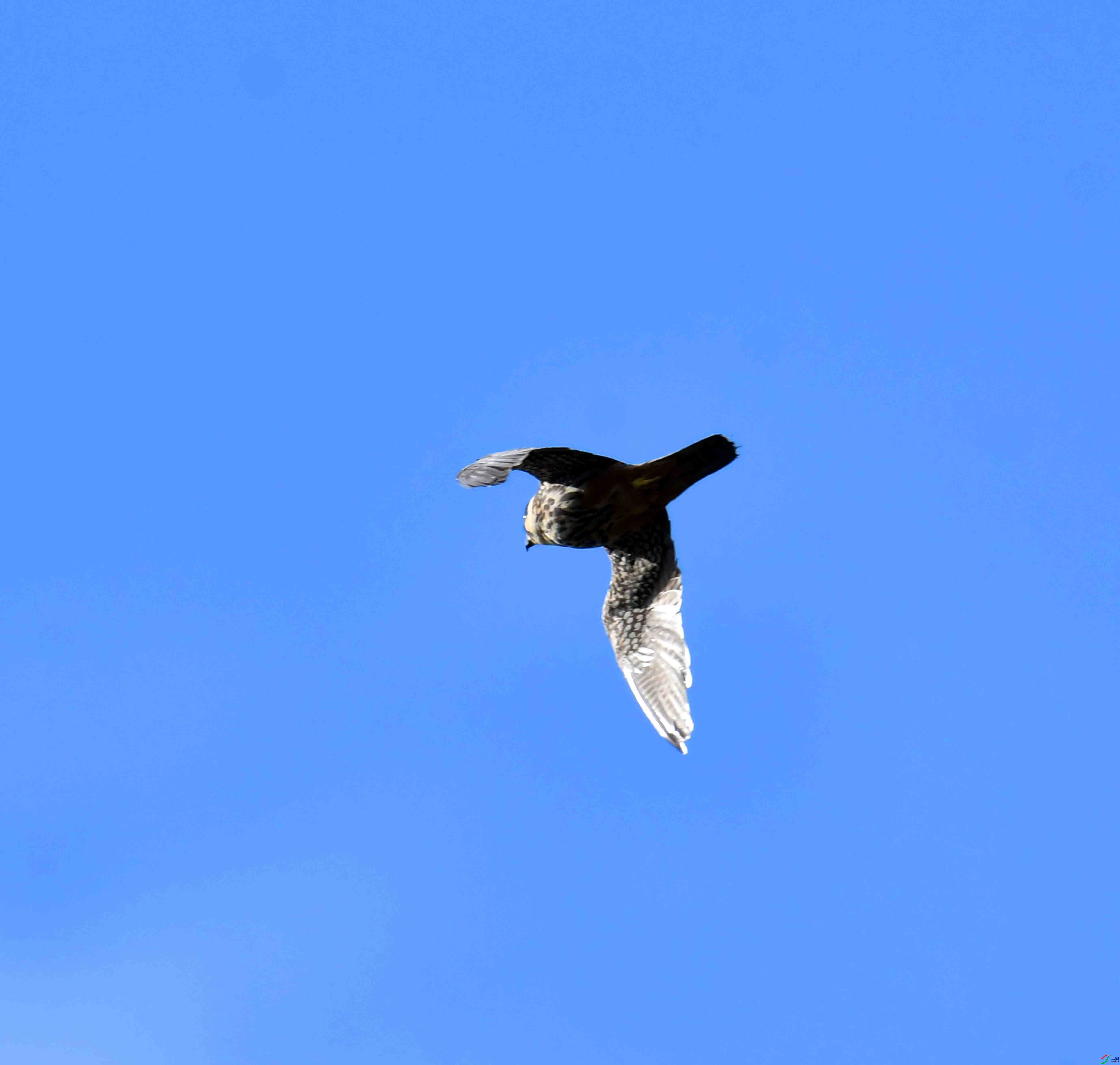 DSC_4982.JPG