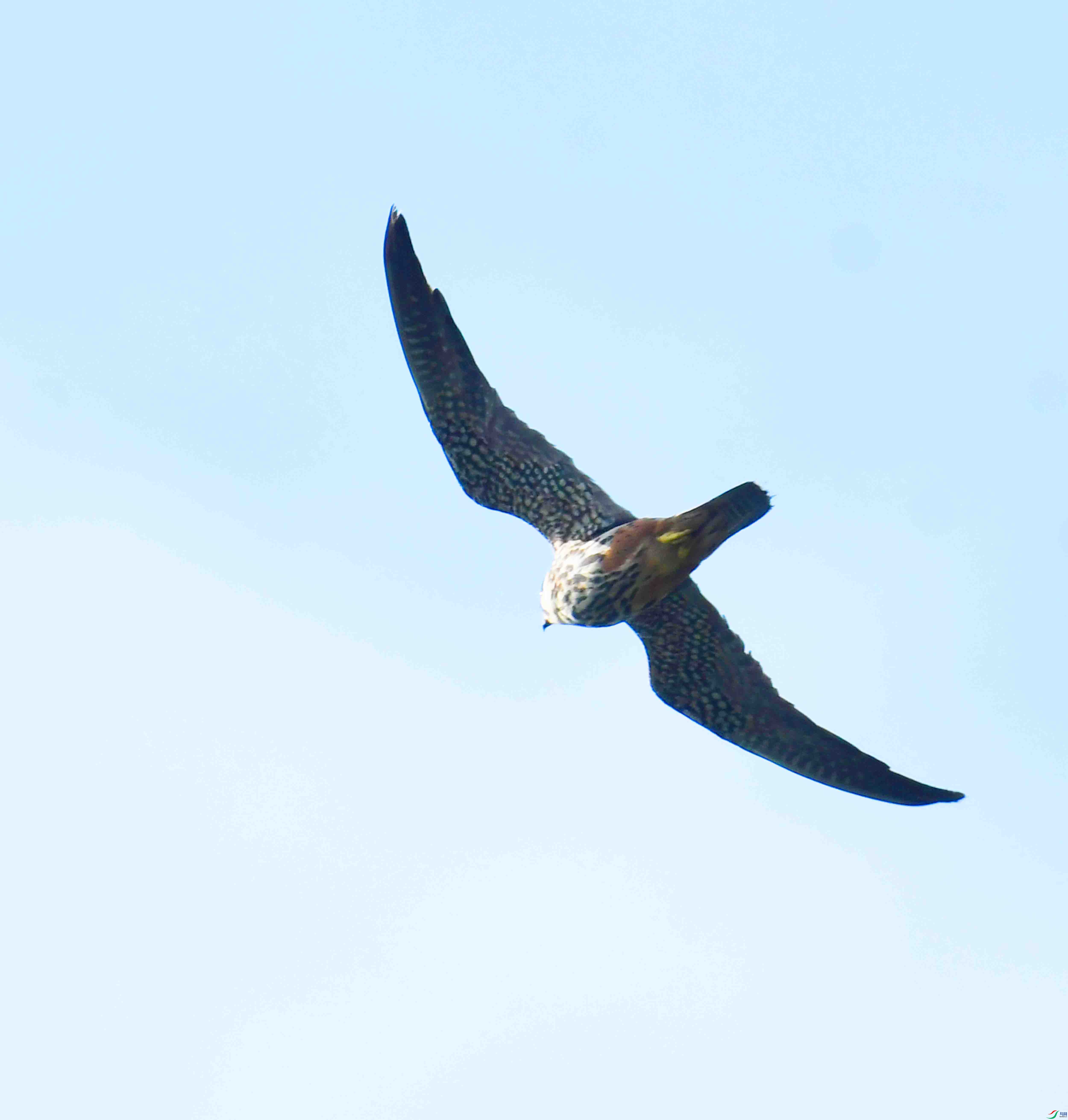 DSC_4983.JPG