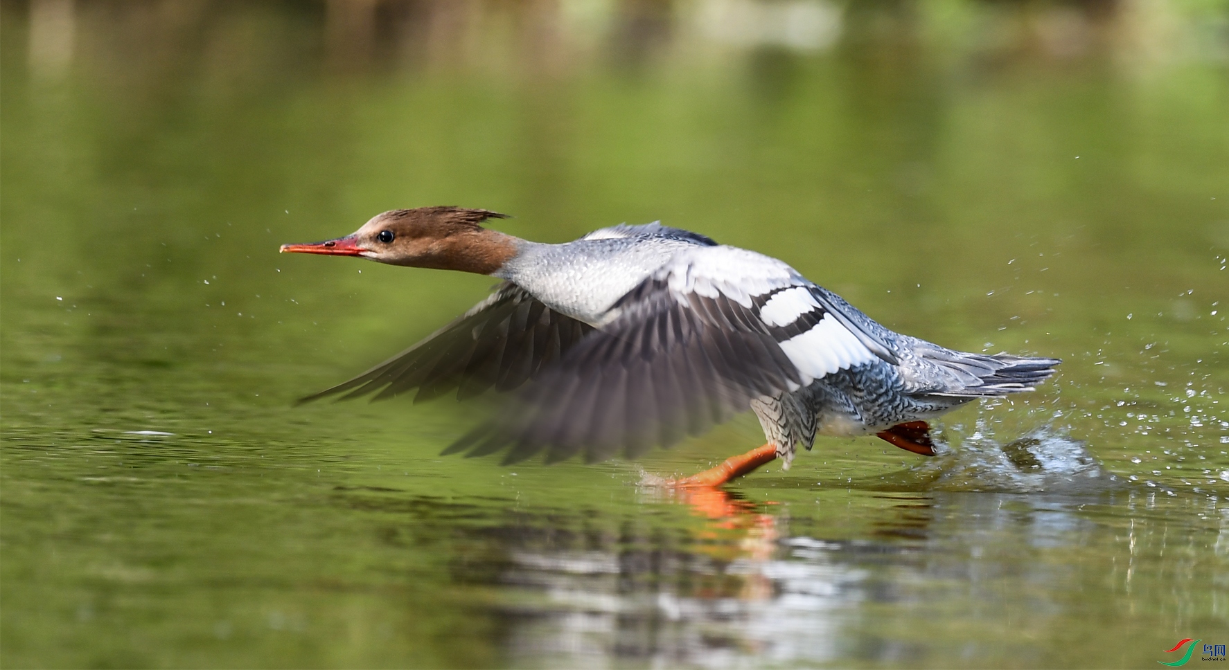 �л���ɳѼ225 ����.jpg