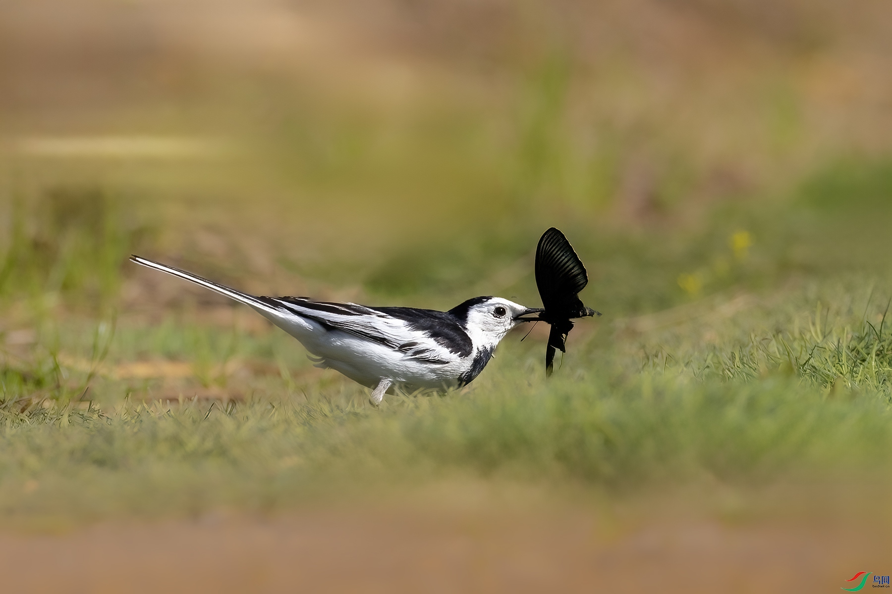 488A9479 ����.jpg