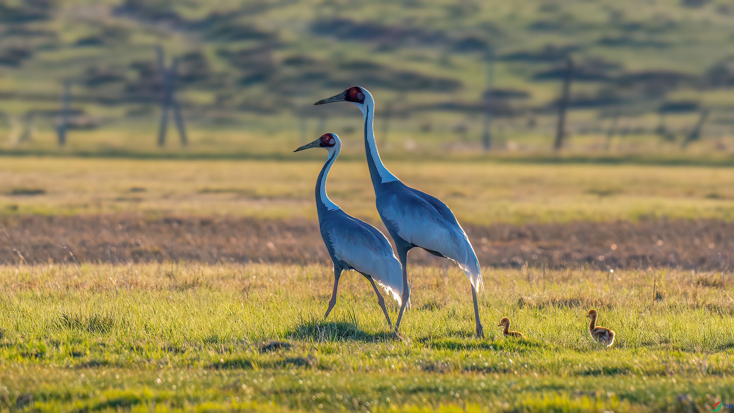 DSC_2627-����ǿ-NR.jpg