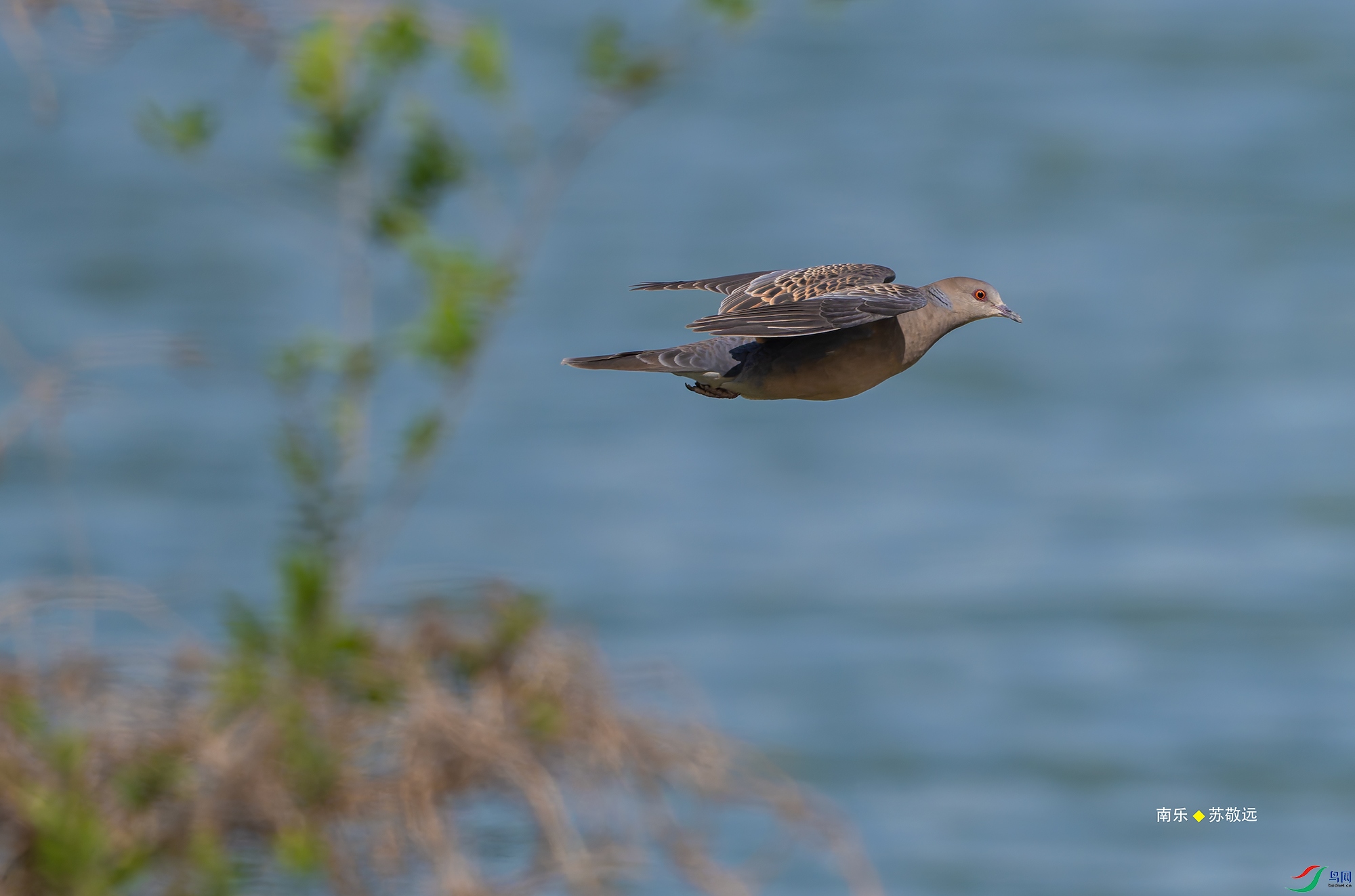 20250424-_DSC6926С.jpg