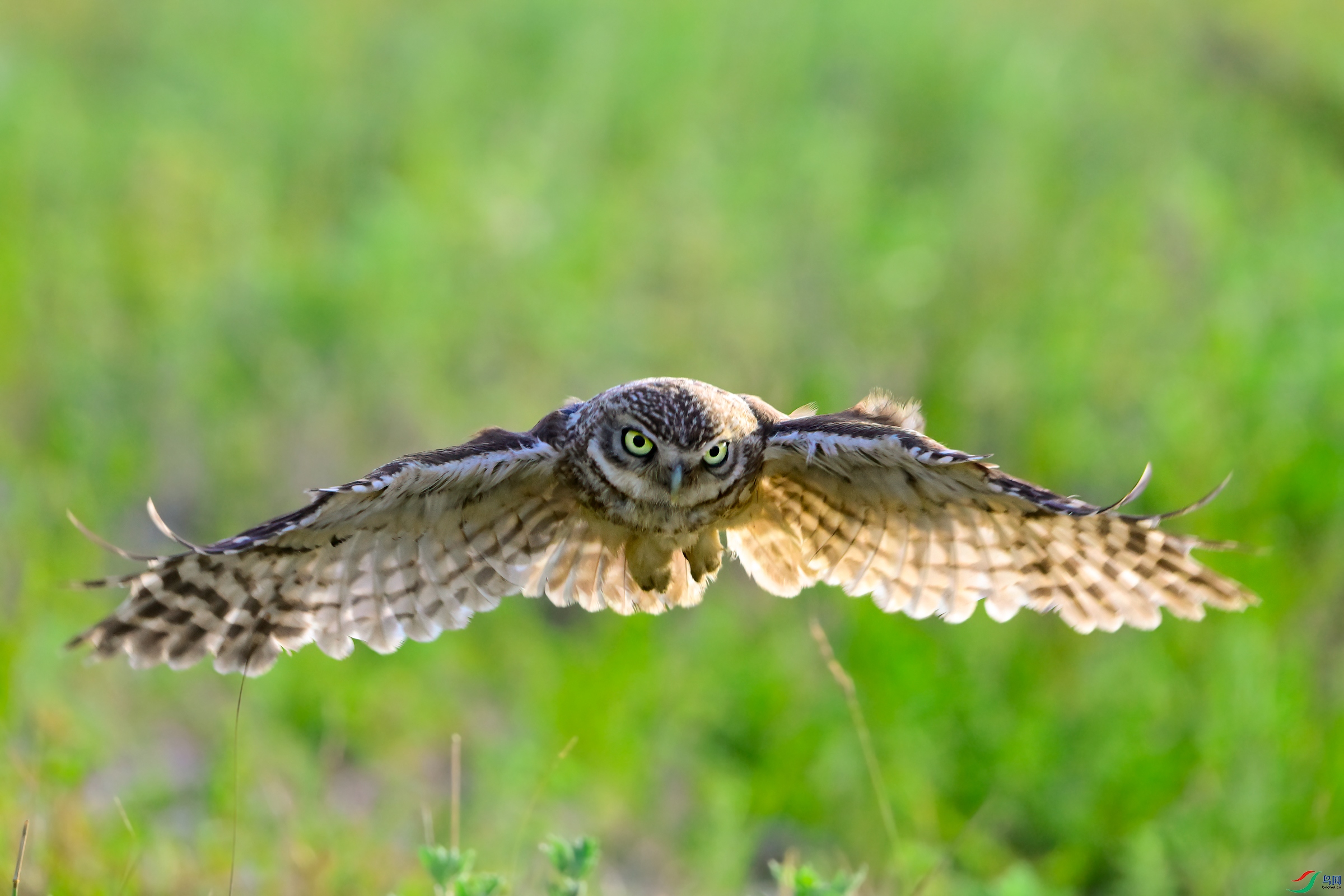 _DSC1014x.jpg
