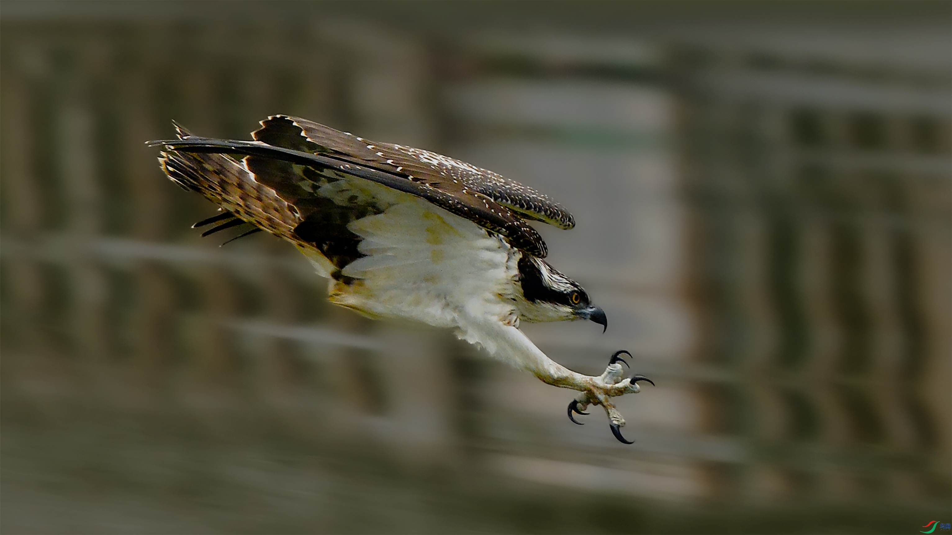 ��ӥ��001�� ��44444.jpg