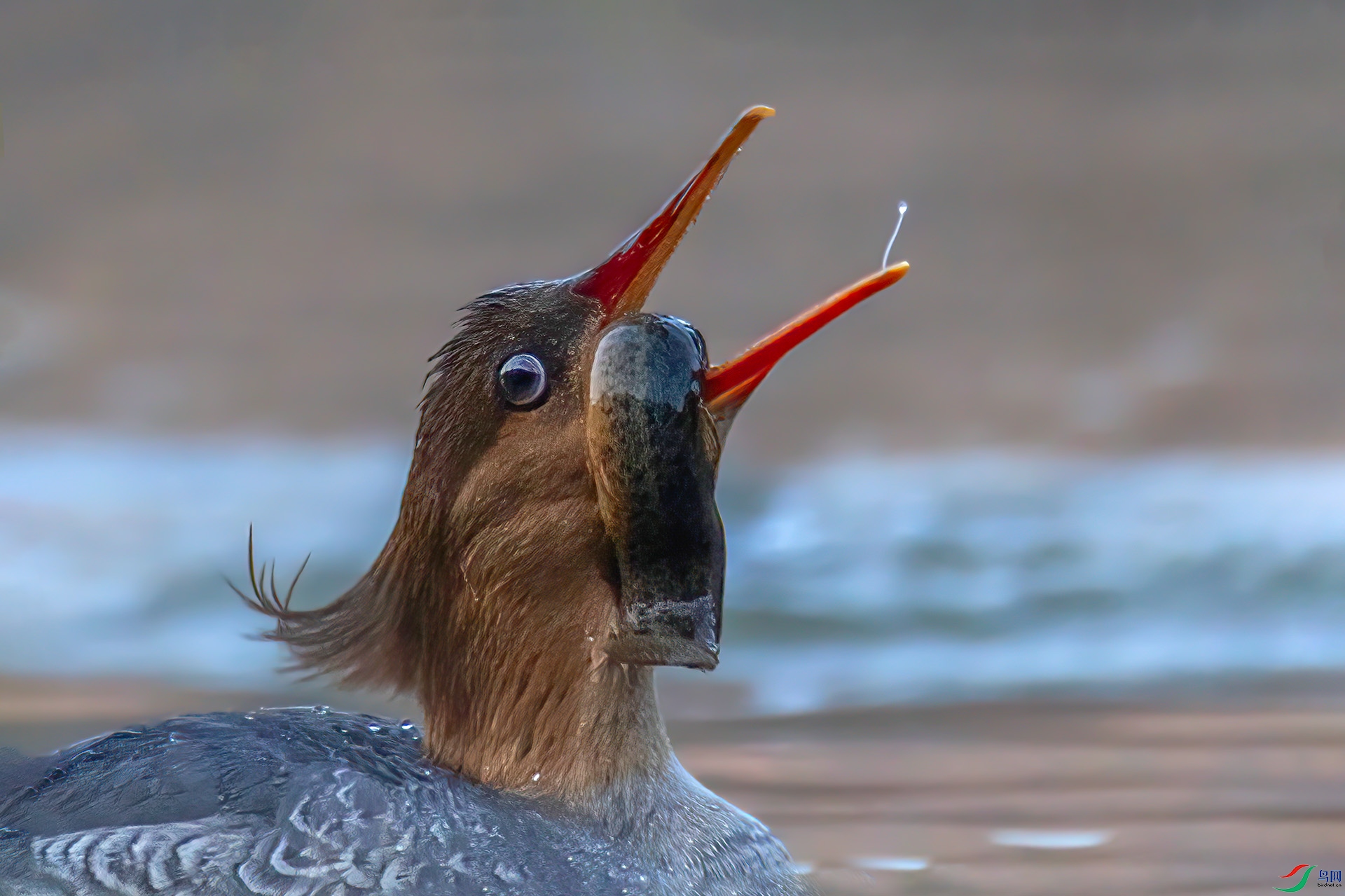 _60A7643 ����-Sh---1 .jpg