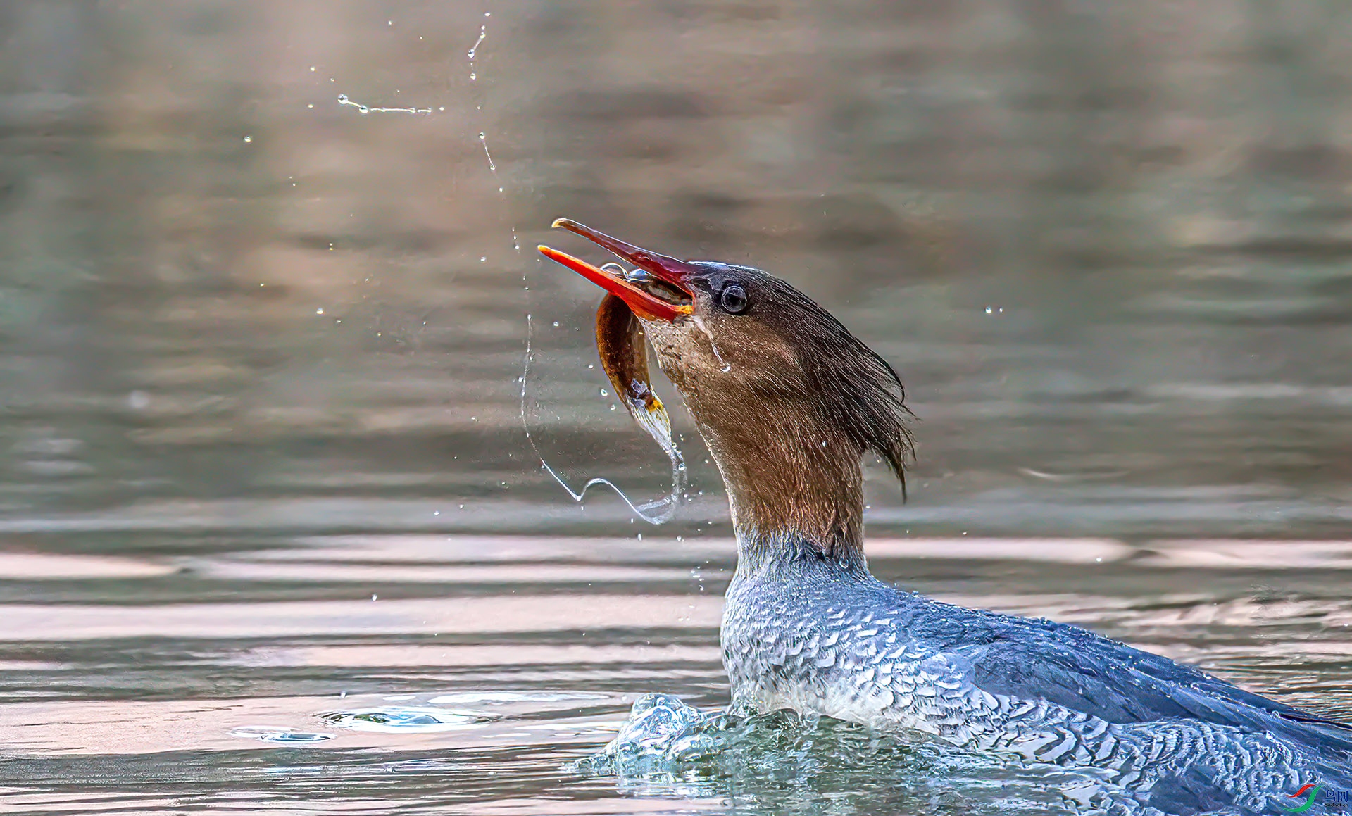 _60A8795 ����2-Sh----1 .jpg