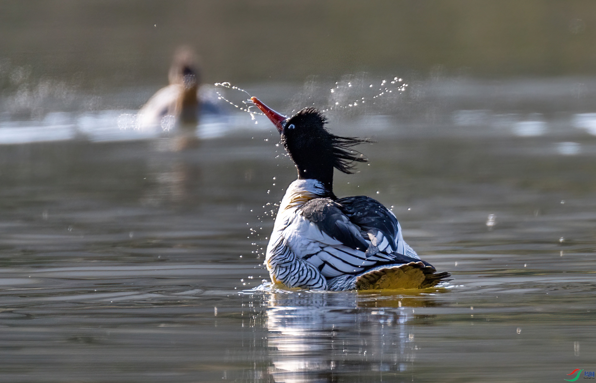 _60A6483 ����-Sha---1 .jpg