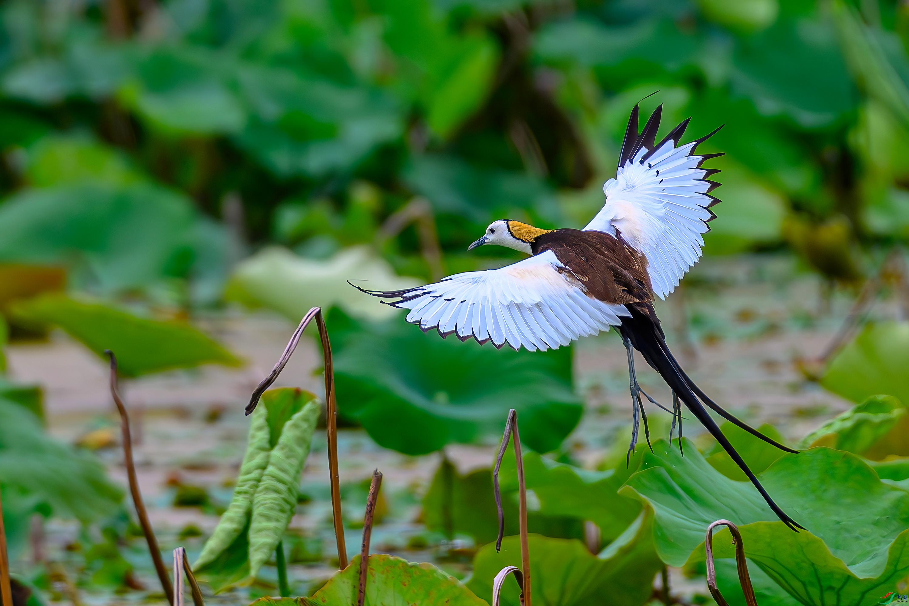 DSC_5252-AB.jpg