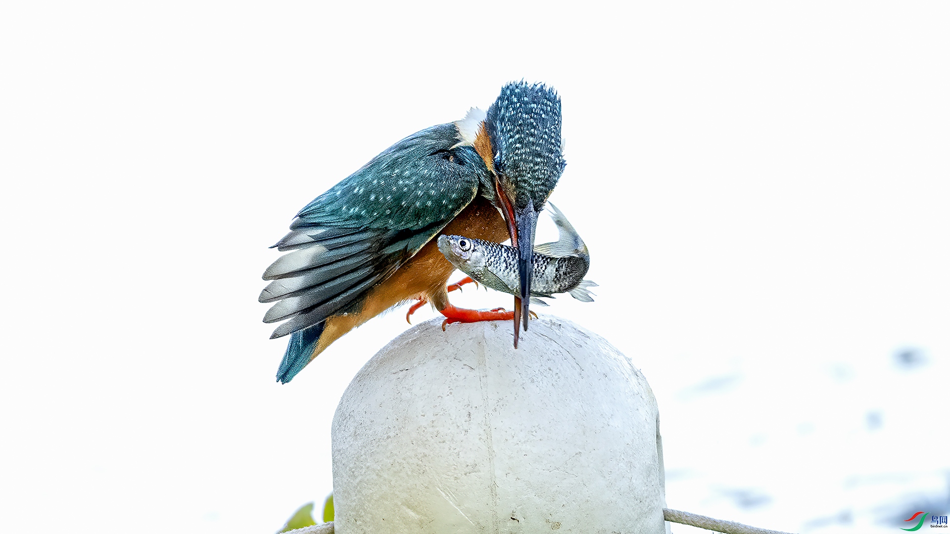 DSC_9809-.jpg