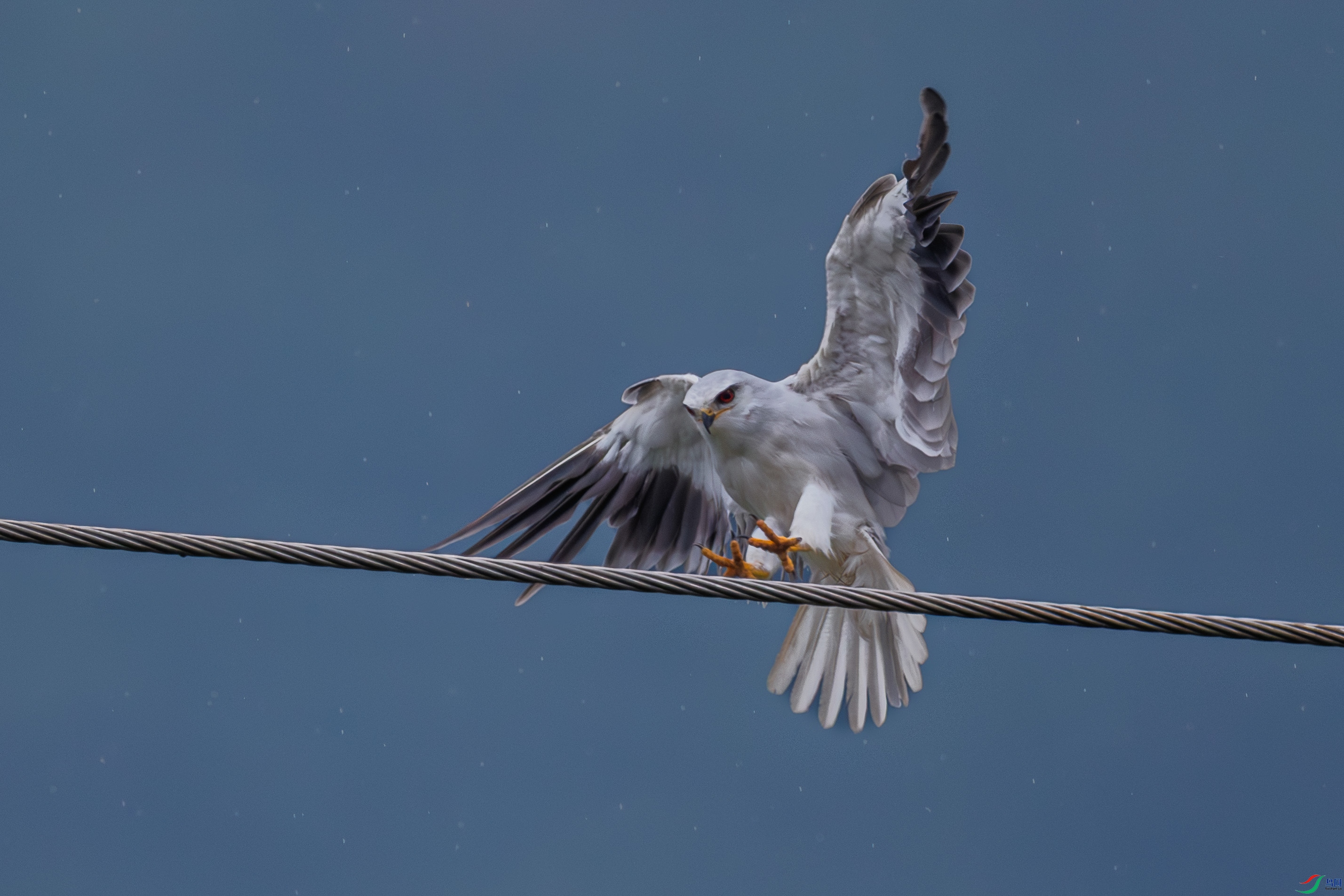 DSC_9587_1.JPG