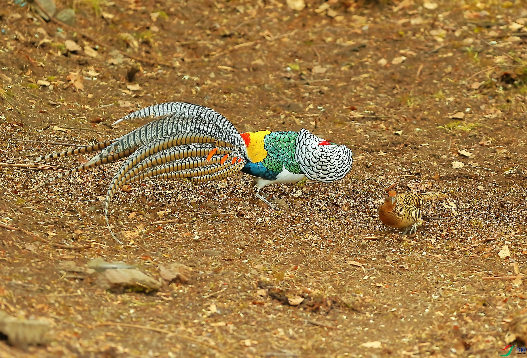 _B6P7520.JPG