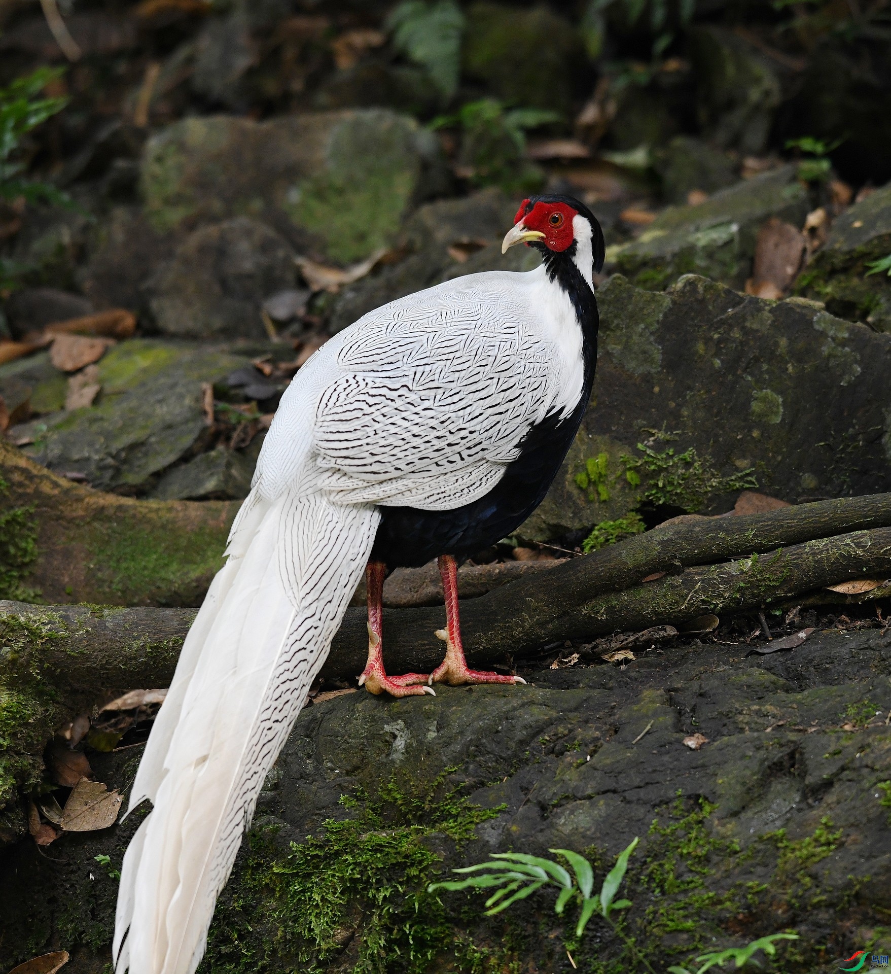 DSC_4236.jpg