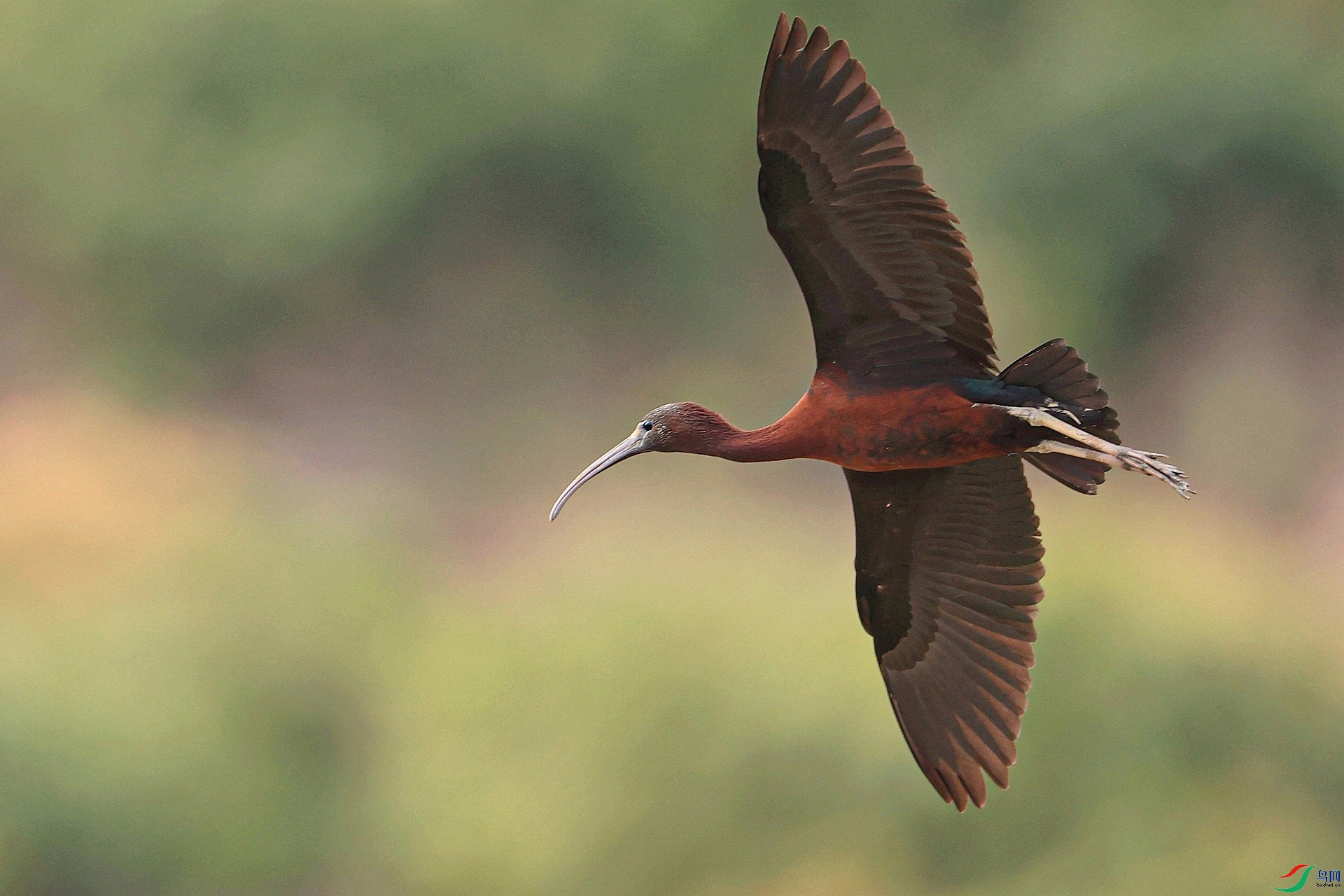 ����AK1I3833 -���ķ��衪����2023��4�³�������һ������Ұ��������q���״�����������ɫ�У�.jpg