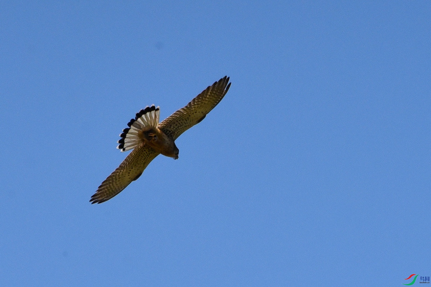 DSC_1117.JPG