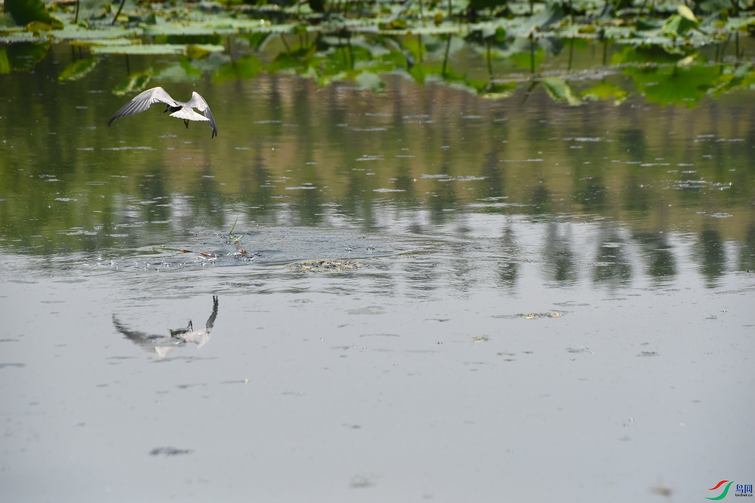 DSC_1461.JPG