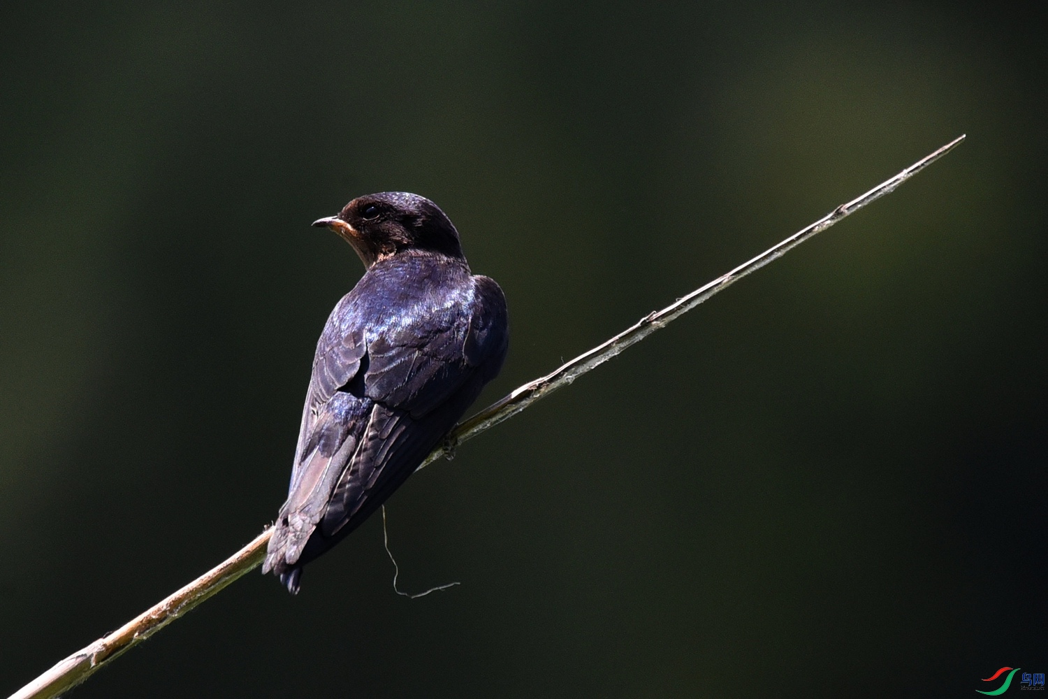 DSC_1572.JPG