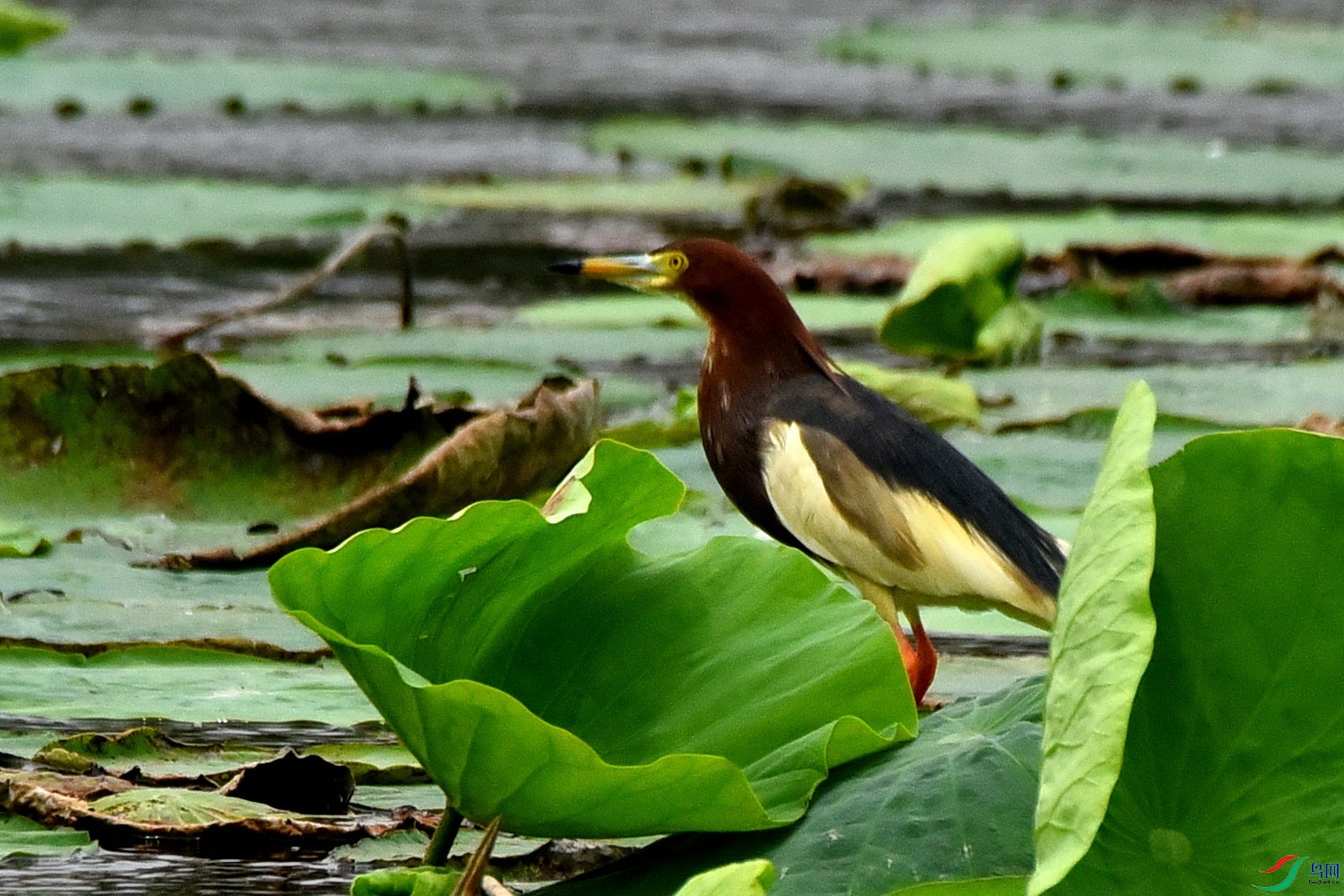 DSC_2052.JPG