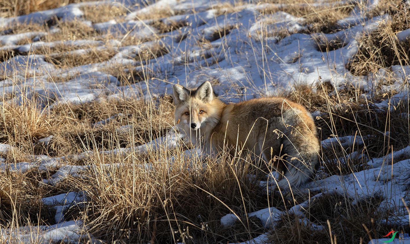 DSC_2505-����ǿ-NR ����.jpg