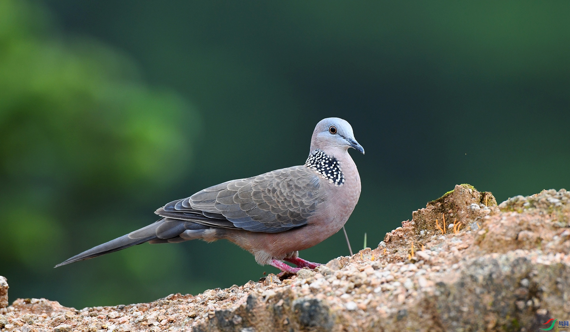 DSC_4403.jpg