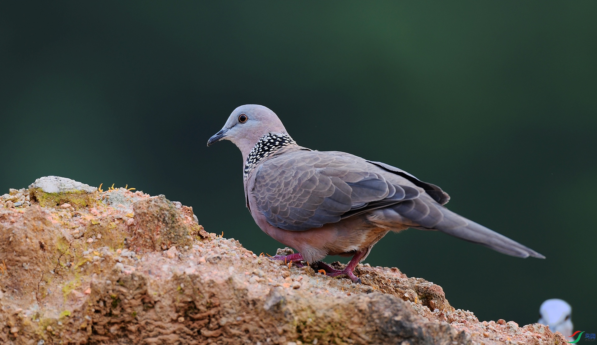 DSC_4424.jpg