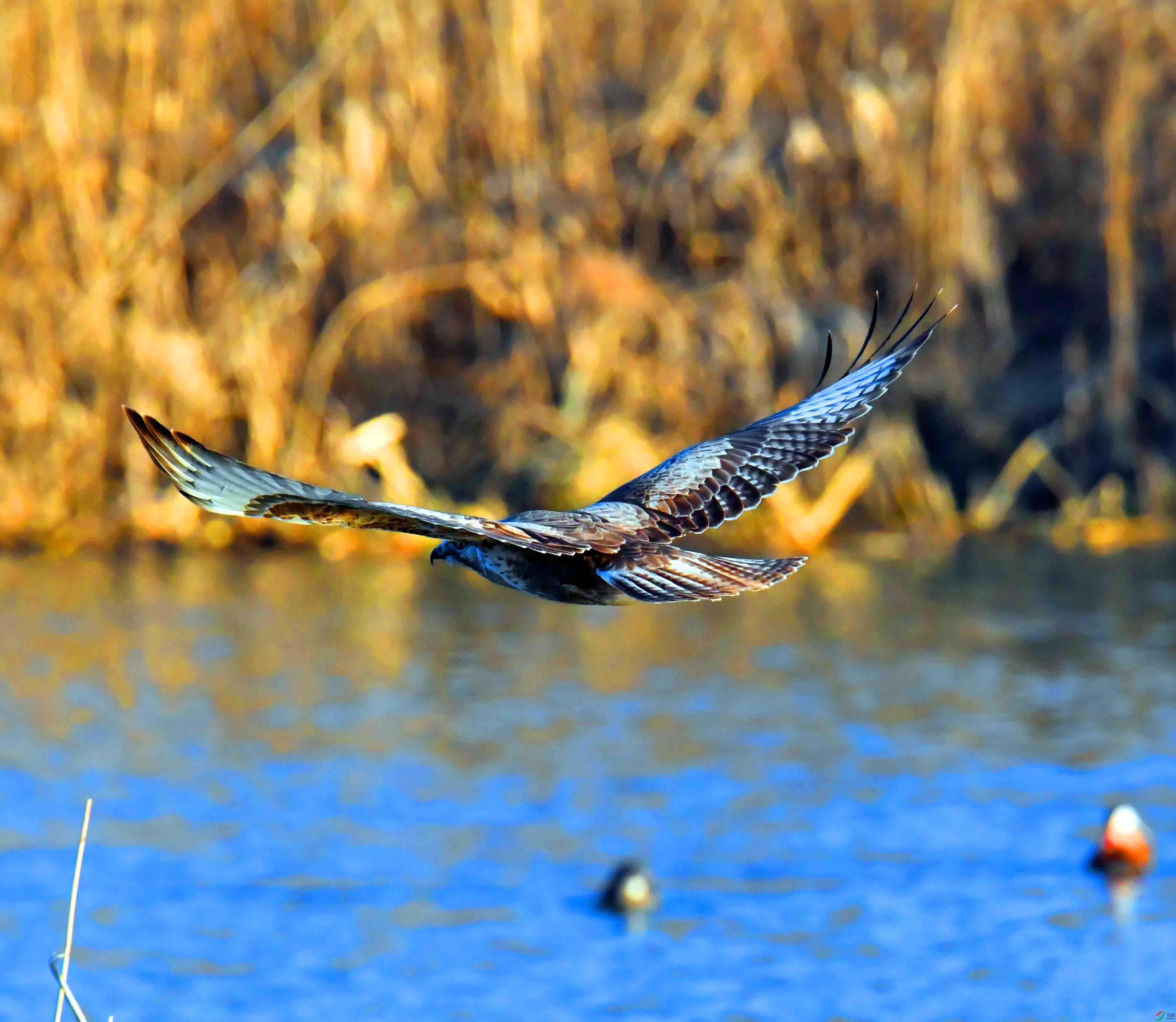 DSC_0239.JPG