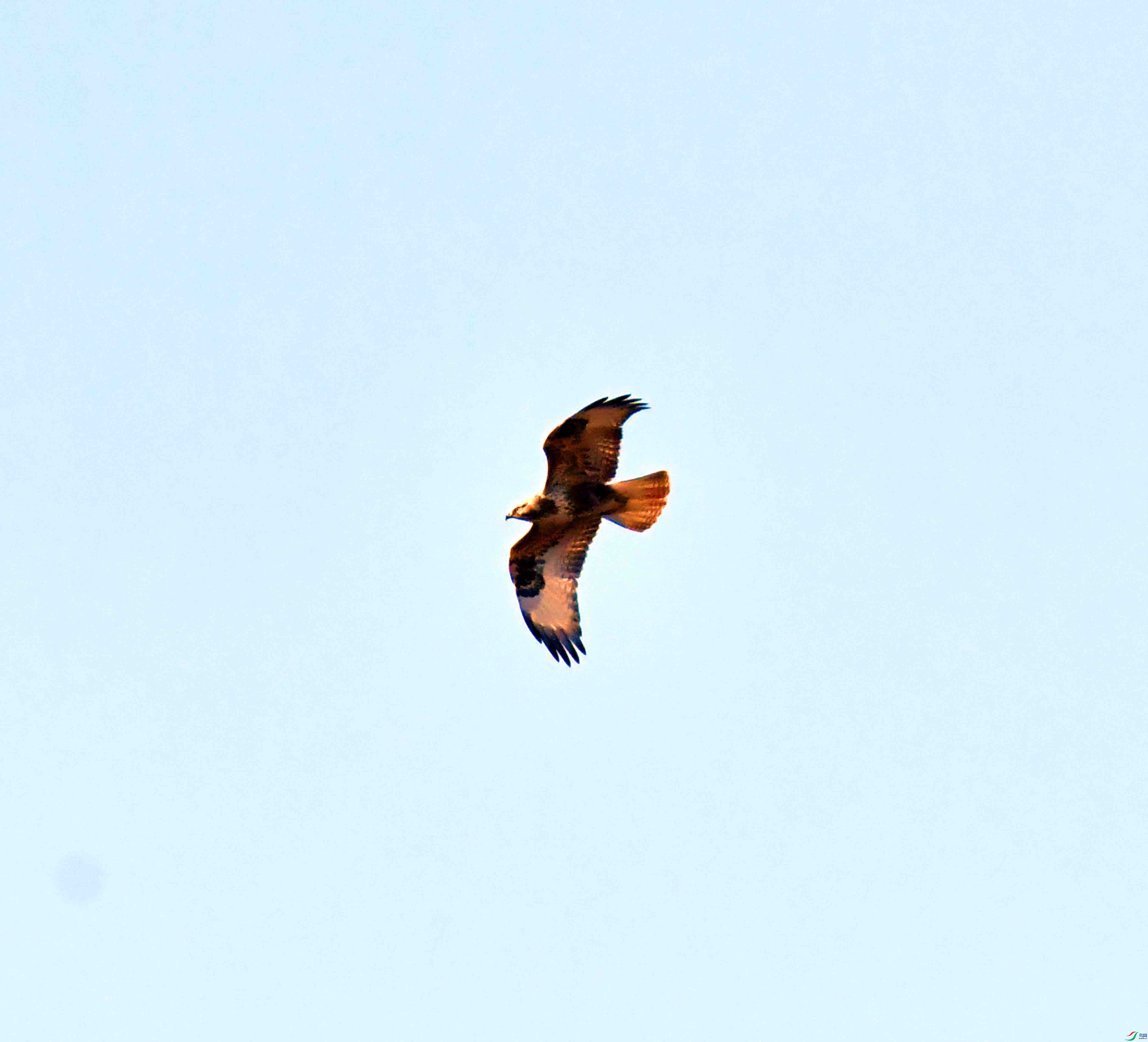 DSC_0334.JPG