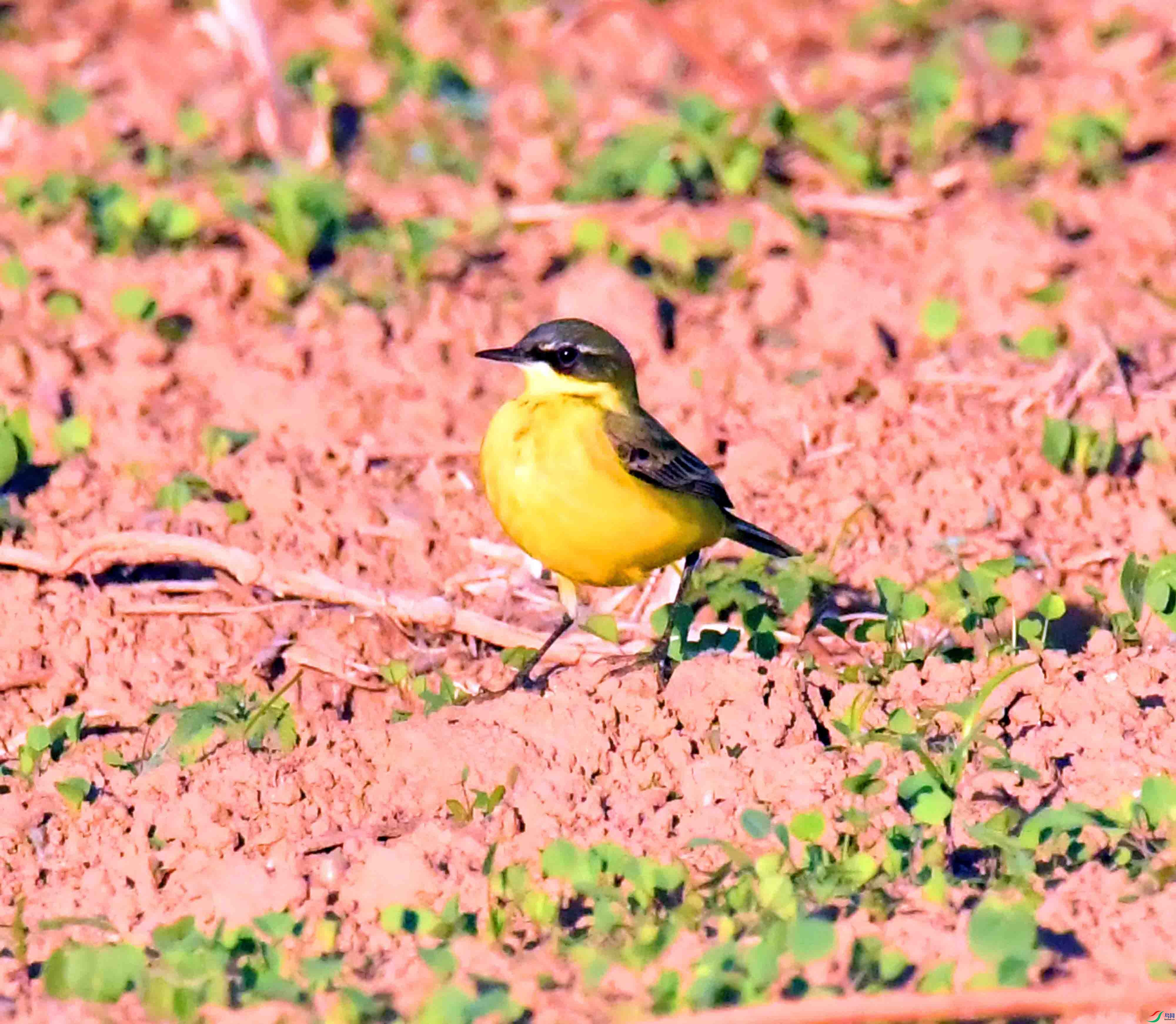 DSC_9354.JPG