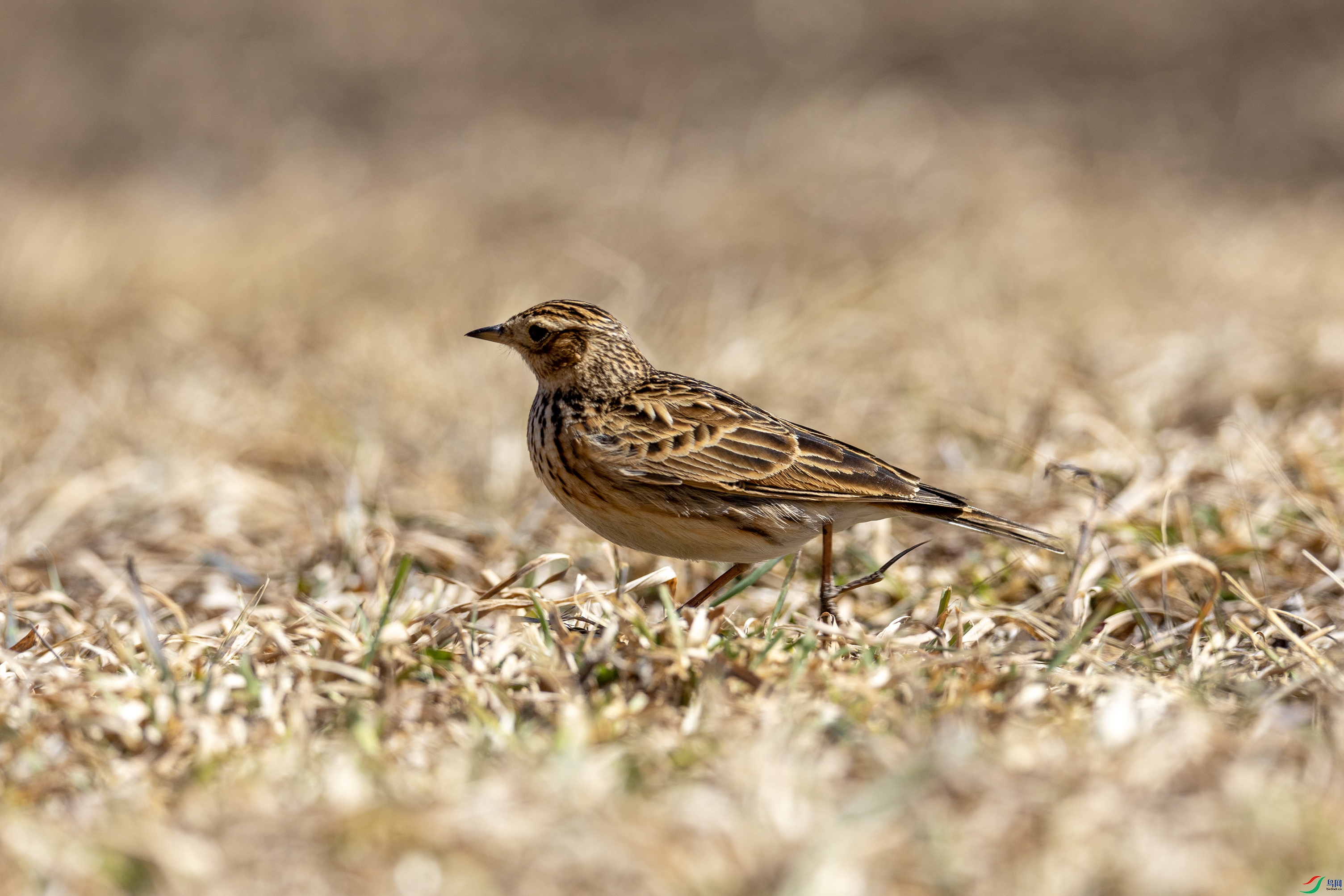 7X5A2716 ����1111.jpg