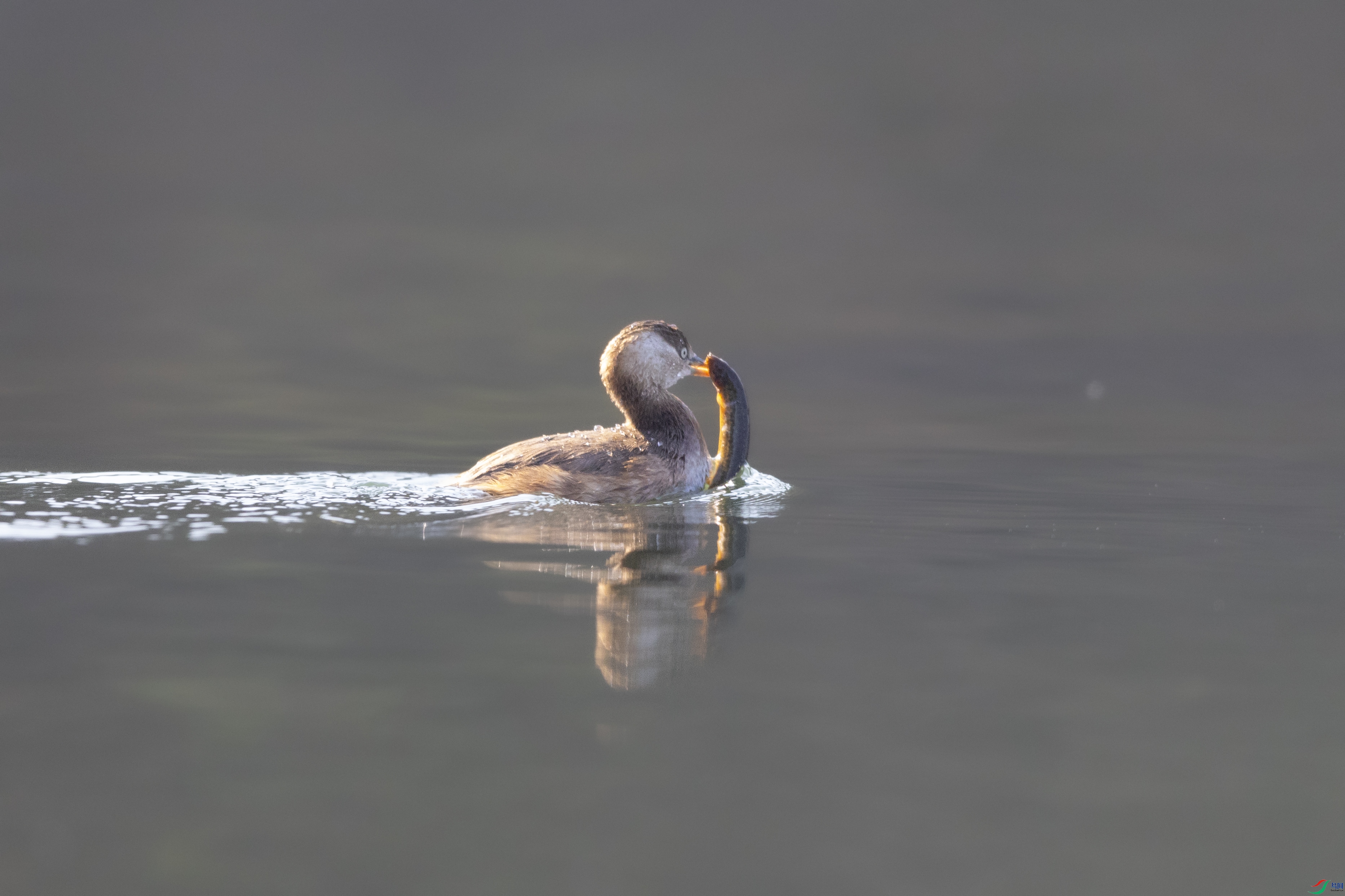 _O7A6224 ����.jpg