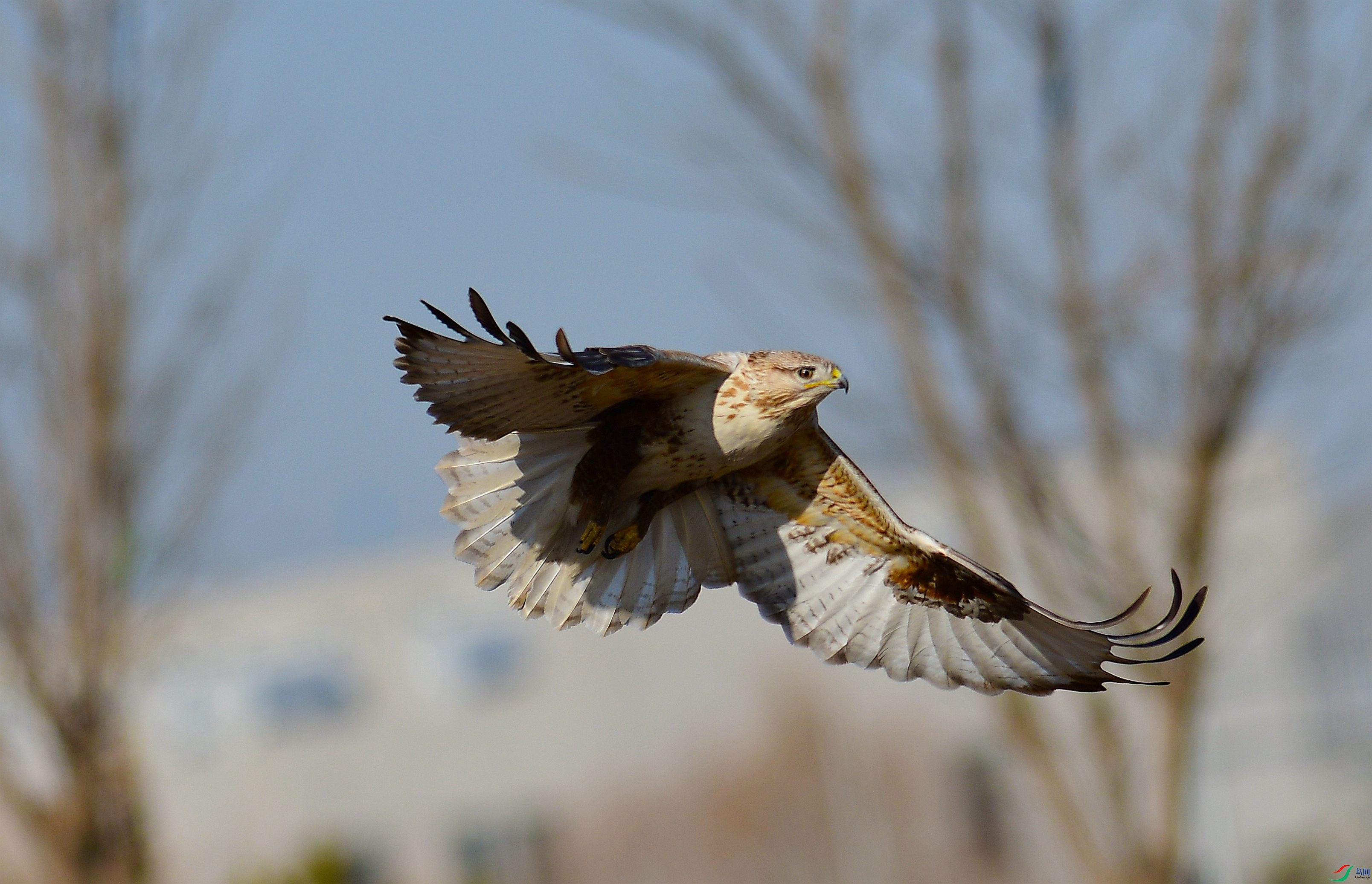 DSC_0110.JPG