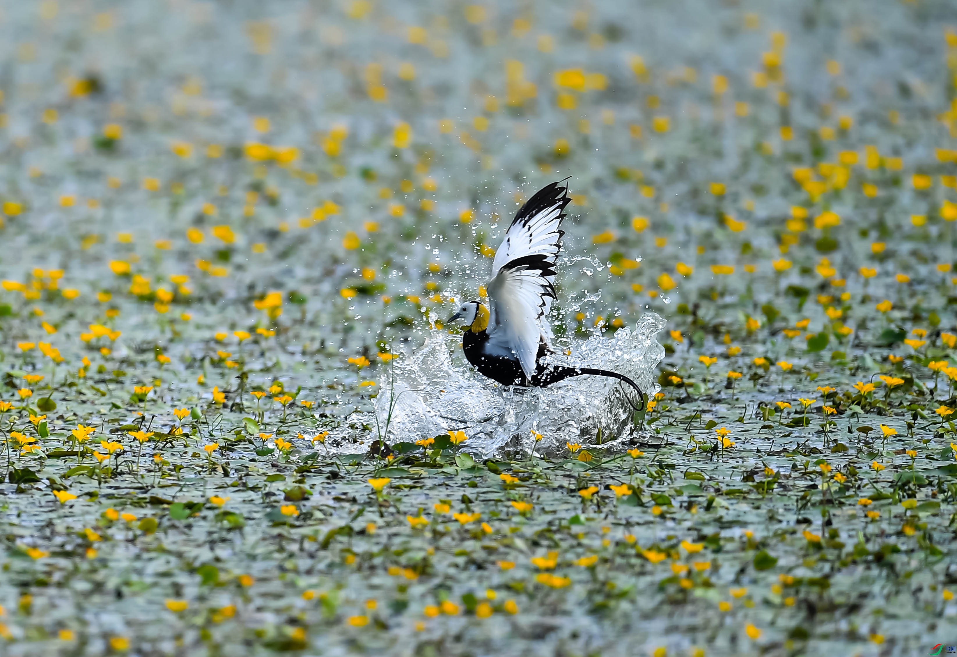 DSC_0398.jpg