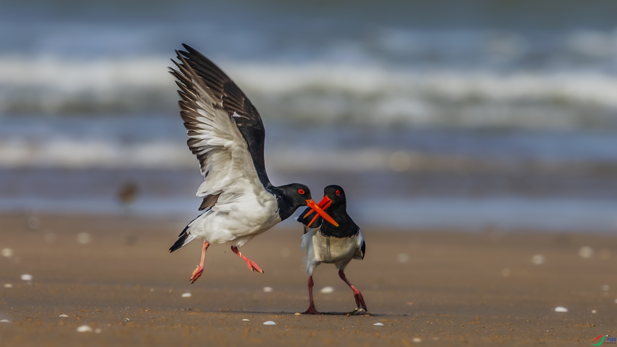 C09R6706 ����.jpg