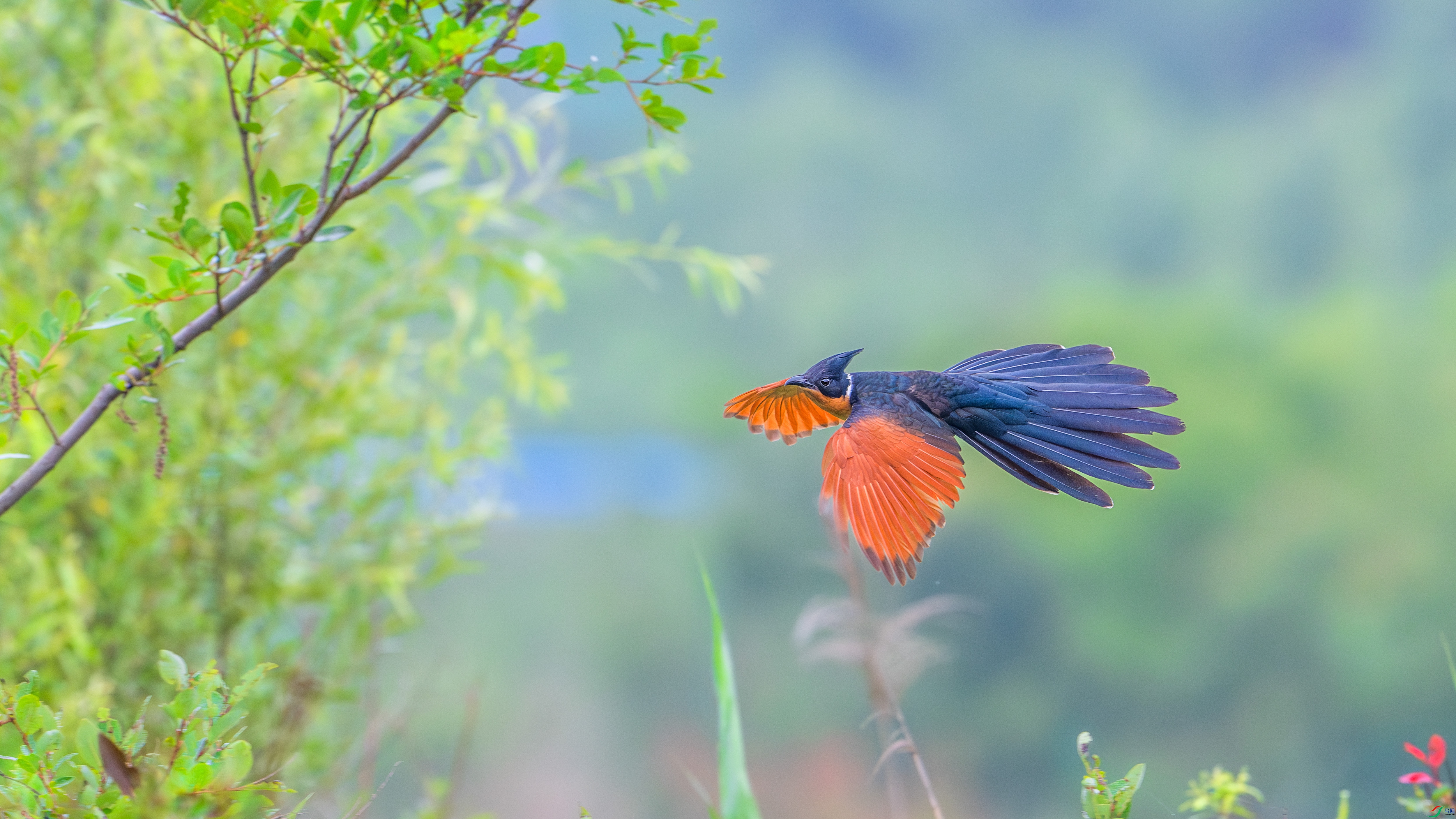 DSC_4504-����ǿ-NR ���� 2.jpg