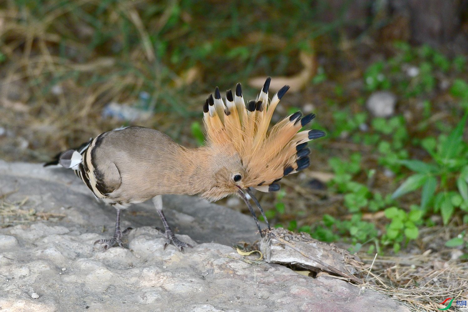 DSC_8061.JPG
