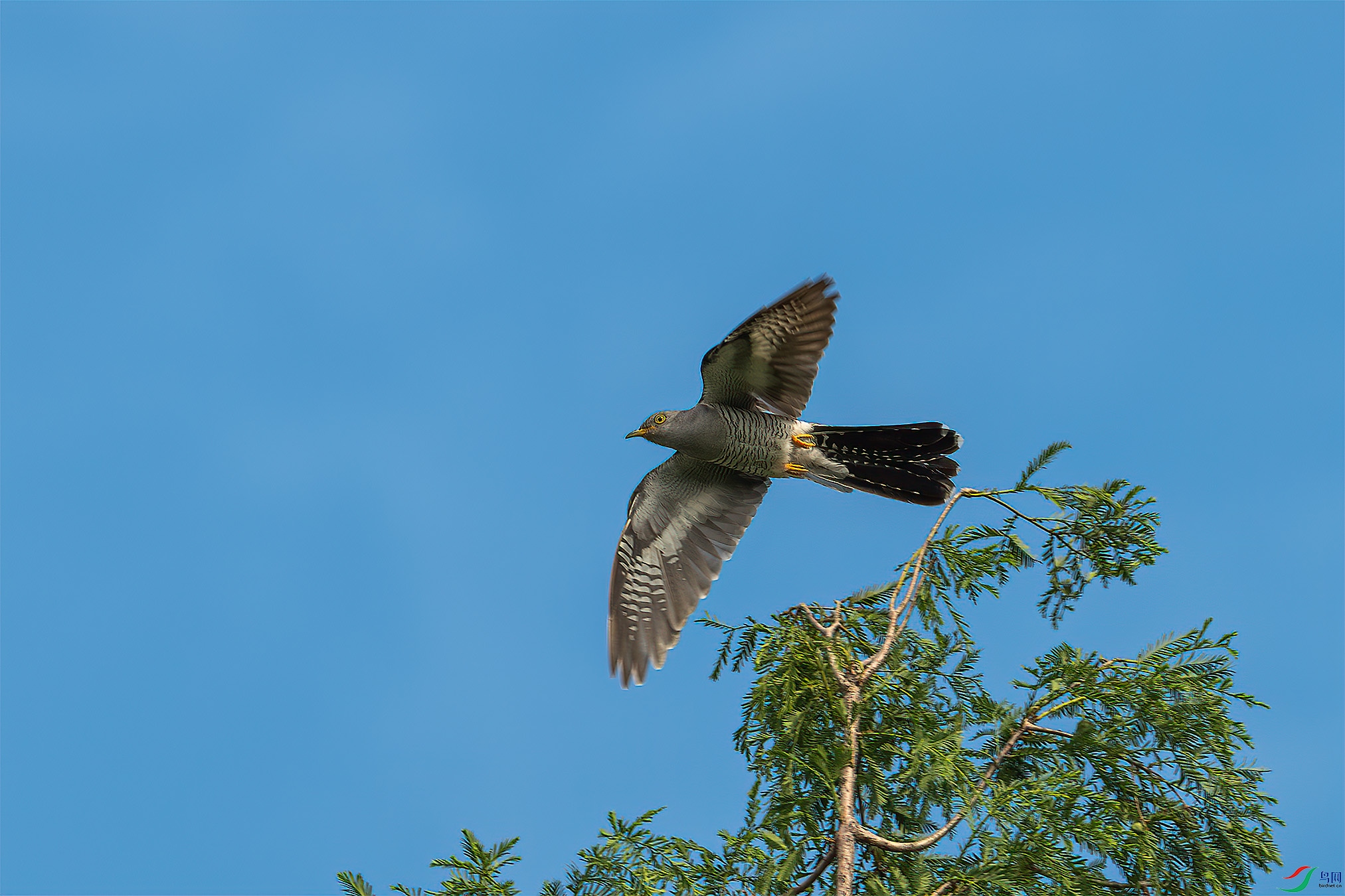 ��ž�@20250605-075058-Z8N_1786-birdnet.JPG