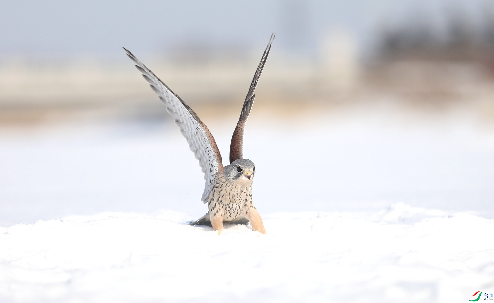 9G8A9078 ����.jpg