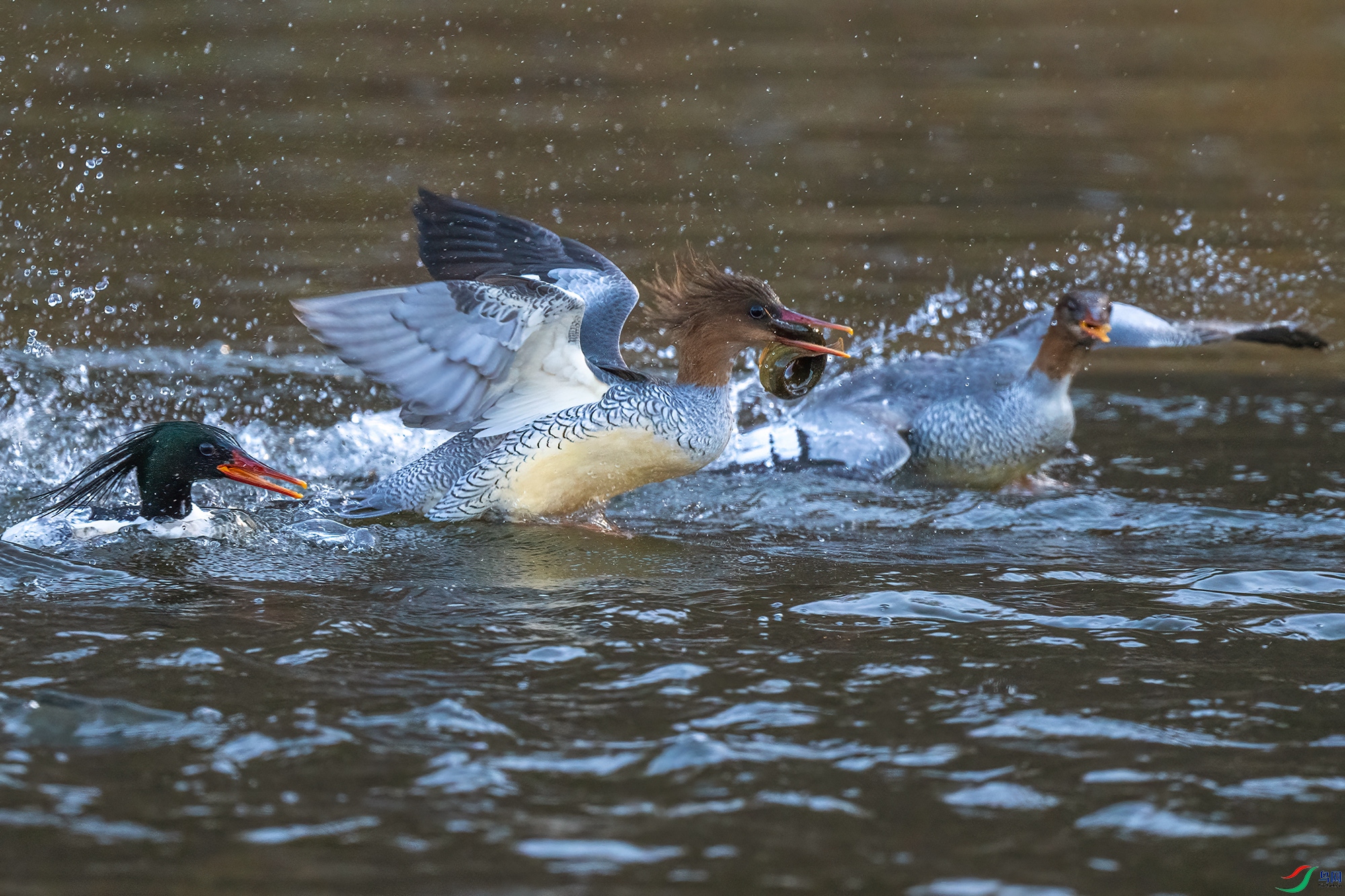 DSC_0823 V.jpg